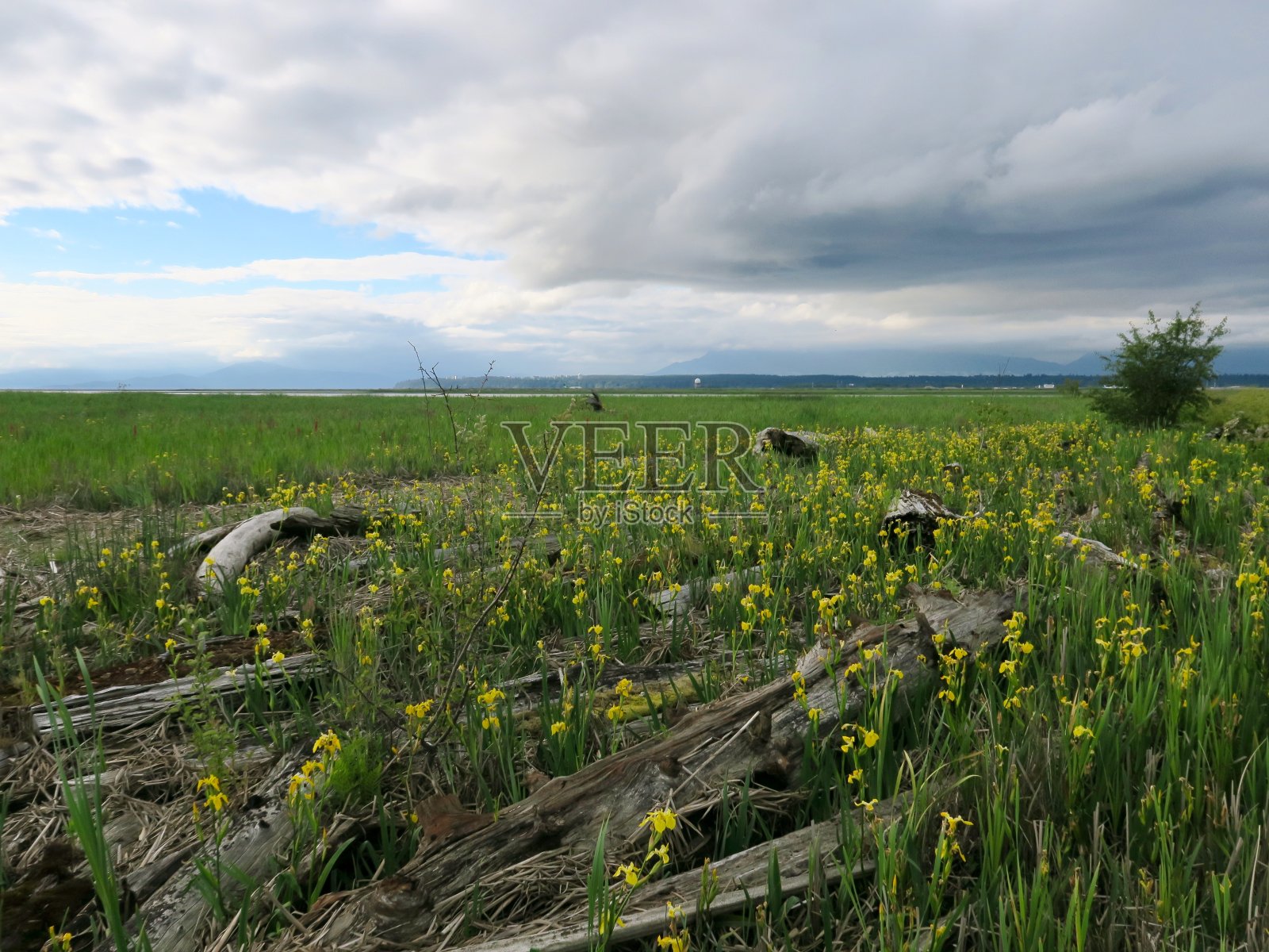 温哥华地区鲟鱼滩盐沼的壮观日落照片摄影图片