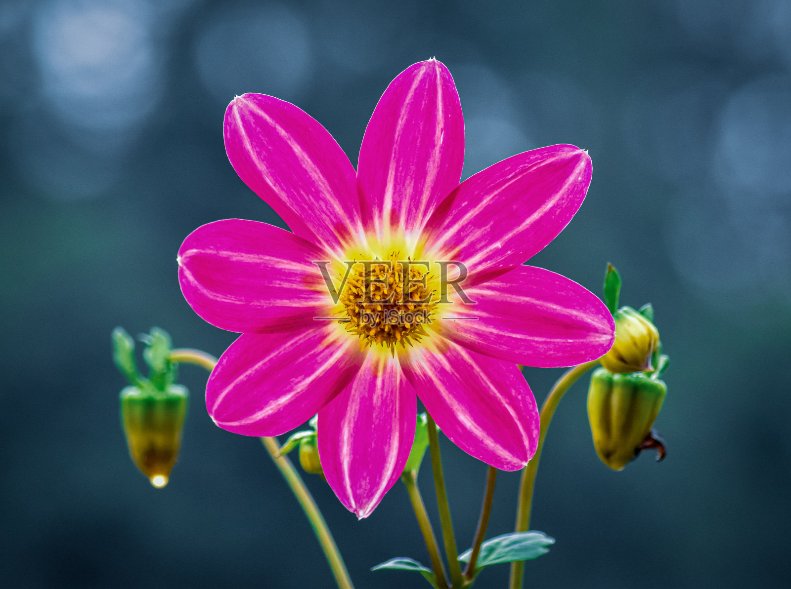 鲜艳的粉红色花朵在花园里盛开照片摄影图片