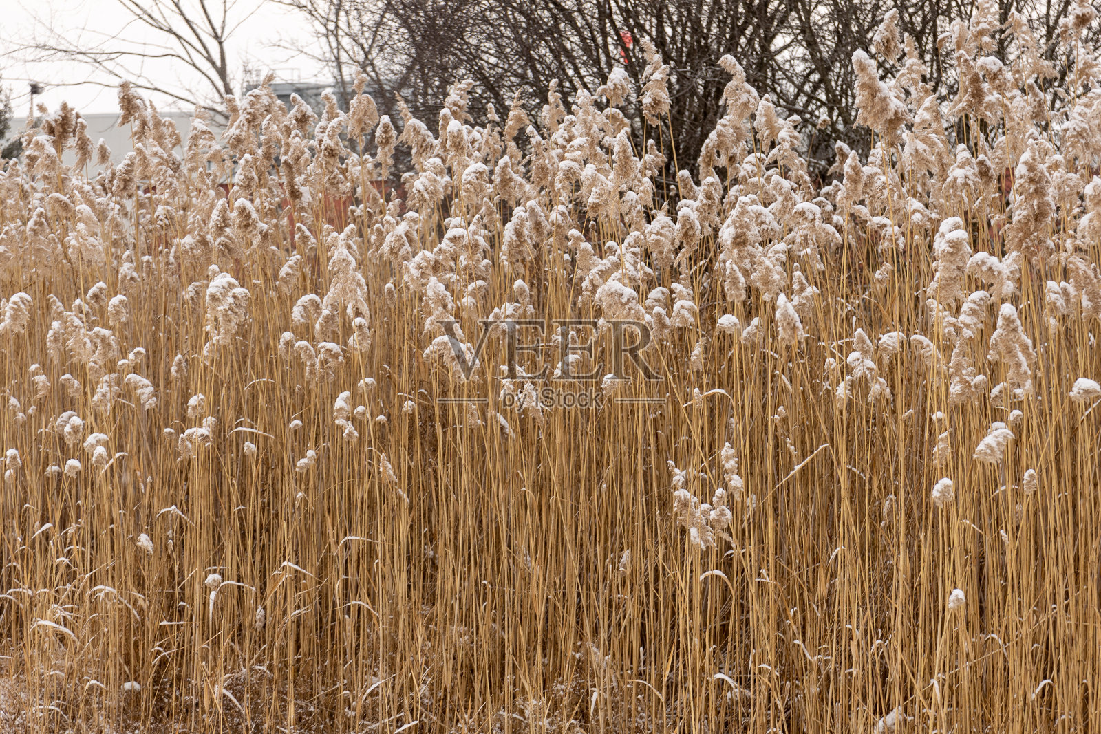 雪中的麦穗照片摄影图片