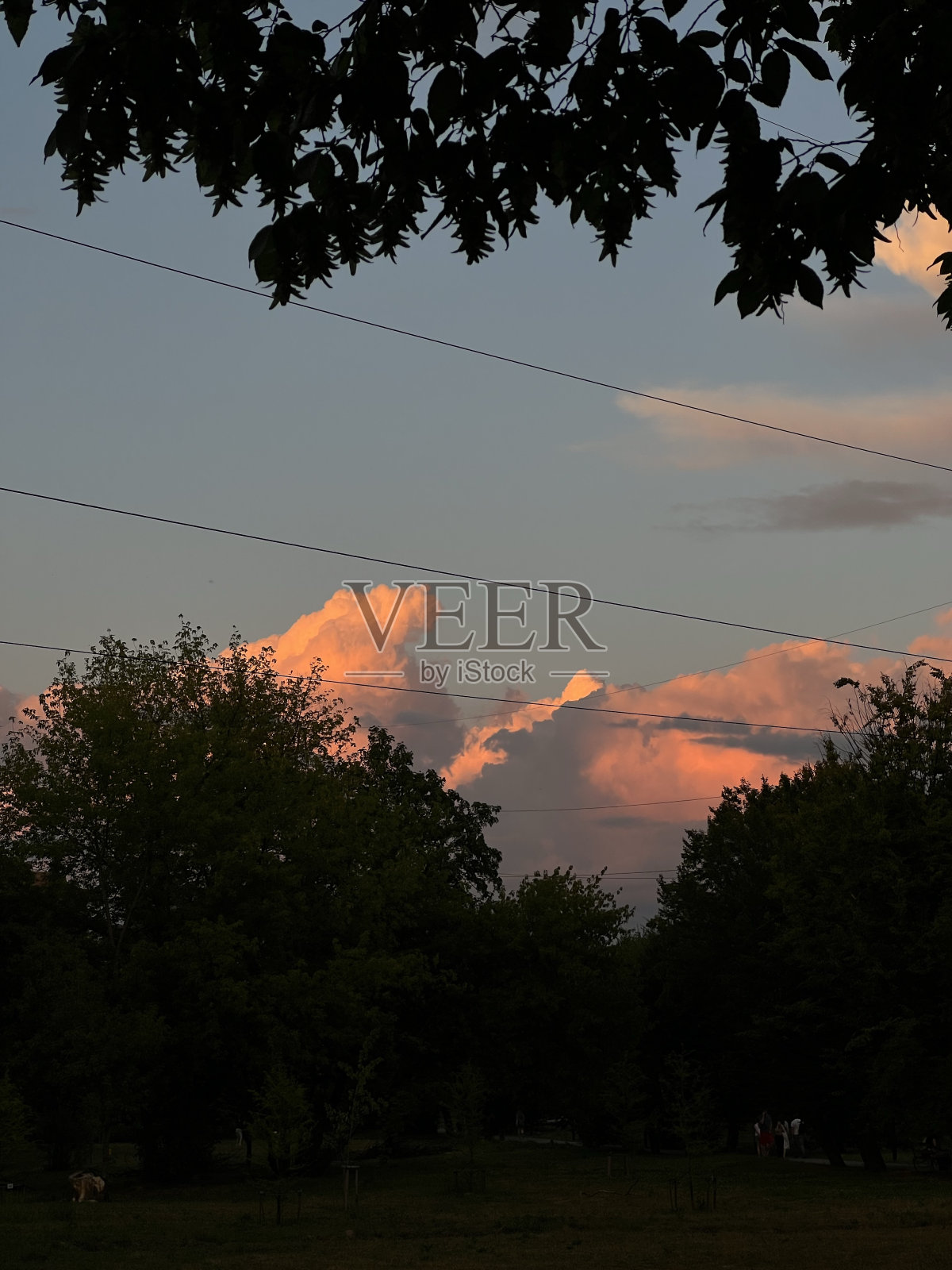 森林里的日落照片摄影图片