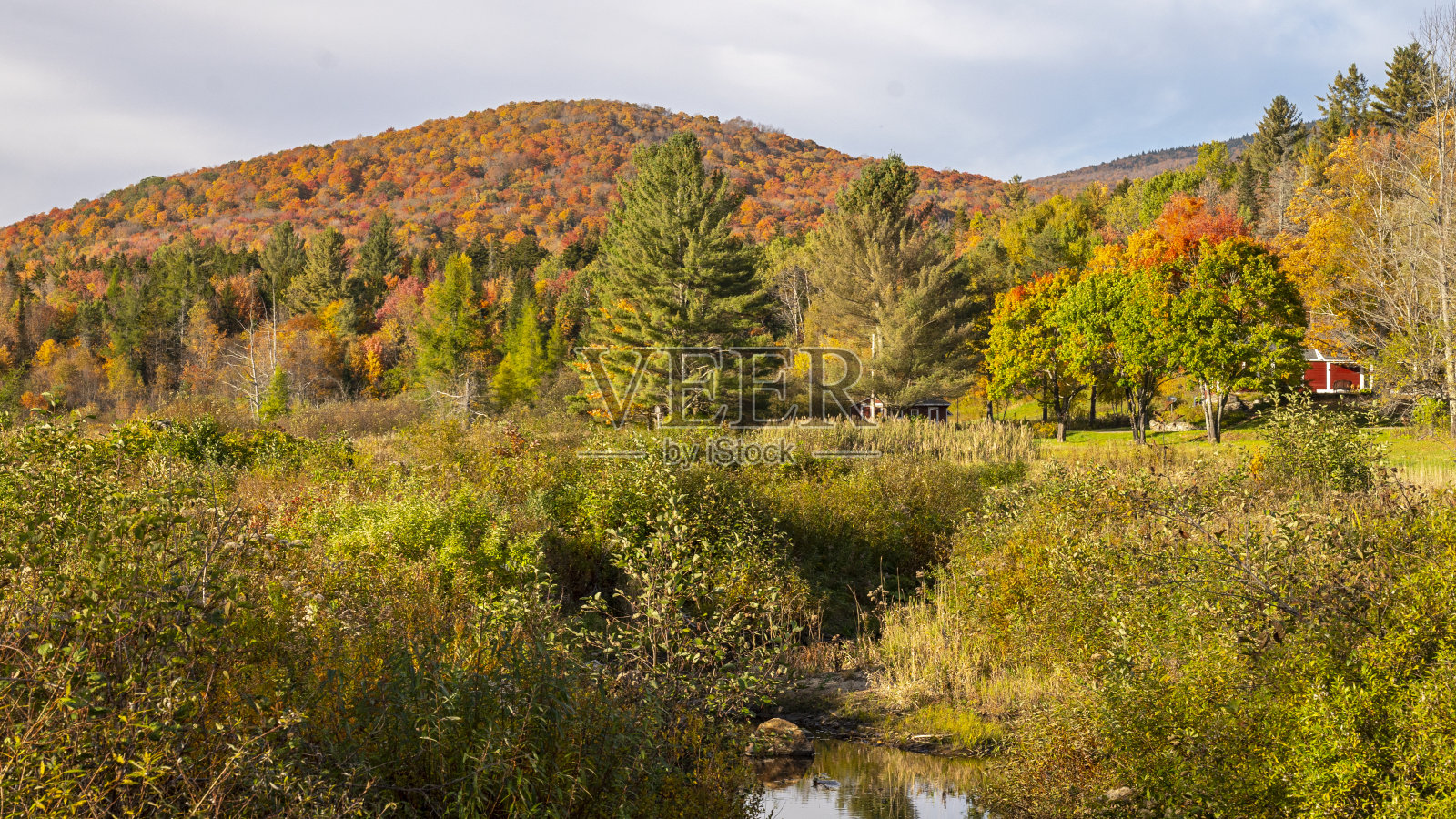 山坡上的秋叶照片摄影图片