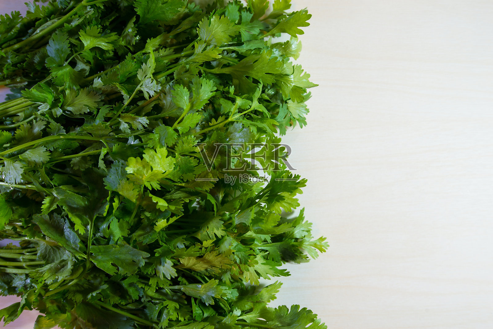 新鲜的绿色香菜叶子在白色的木制背景。照片摄影图片