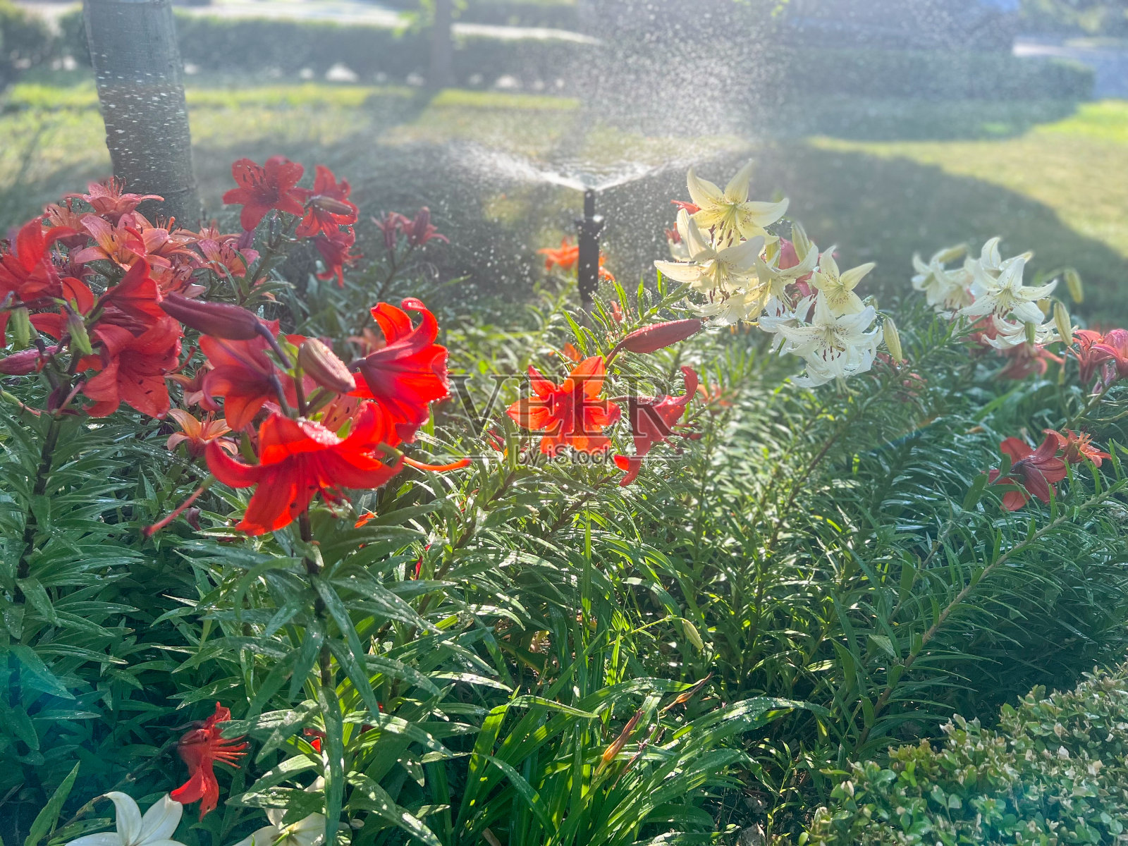 清晨洒水灌溉大院花坛照片摄影图片