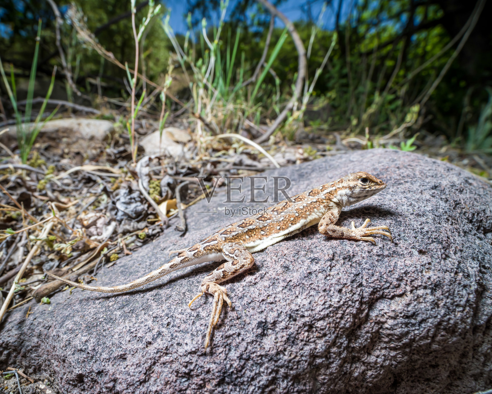 优雅的无耳蜥蜴-栖息地野生动物的特写照片照片摄影图片