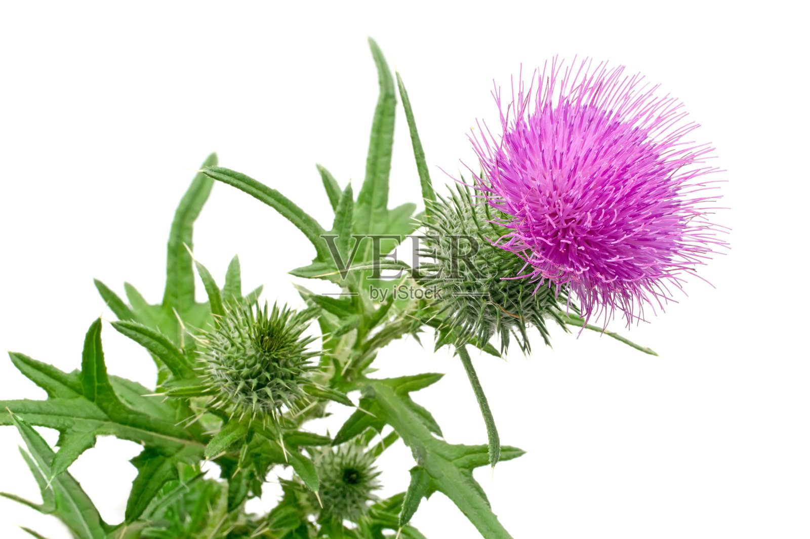 白色背景上的蓟花序。照片摄影图片