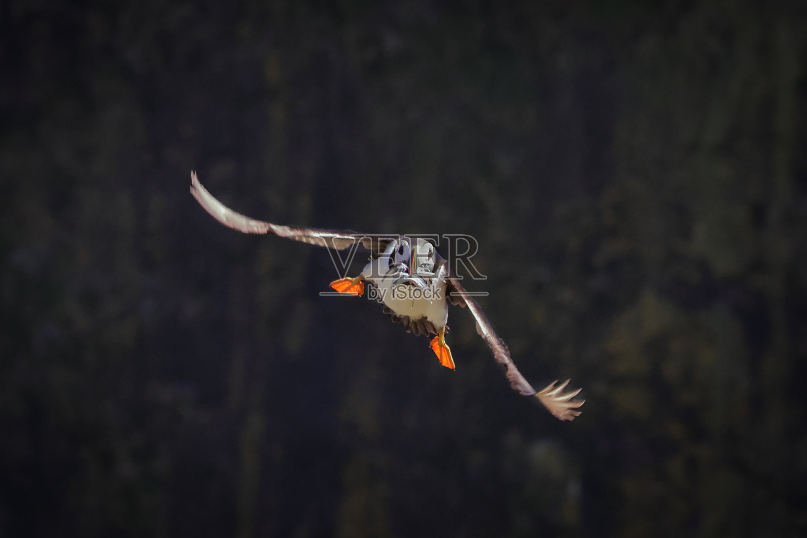 空中叼着沙鳗的大西洋海鹦照片摄影图片