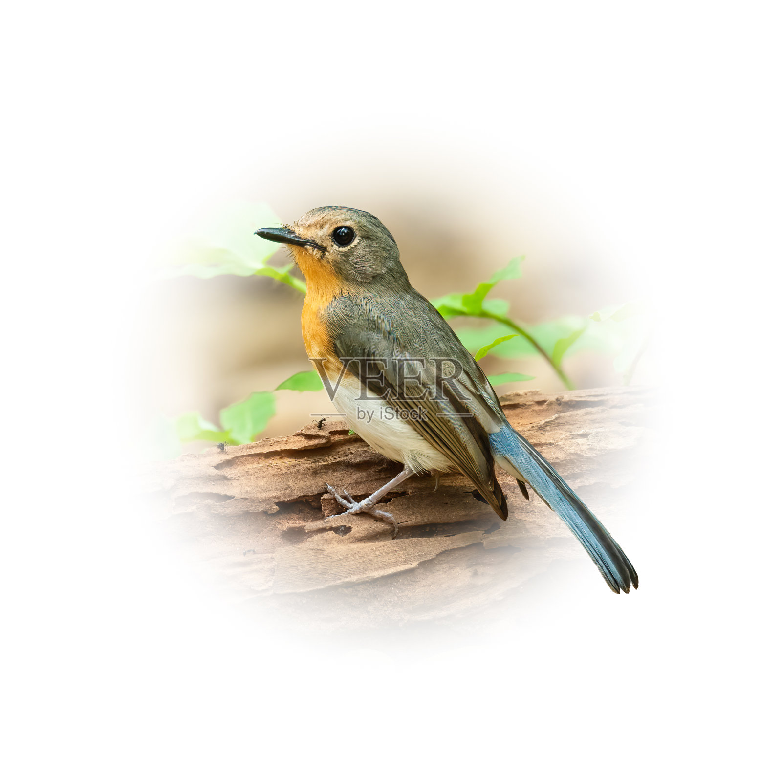 雌印支蓝蝇在树桩上栖息，遥望远方照片摄影图片