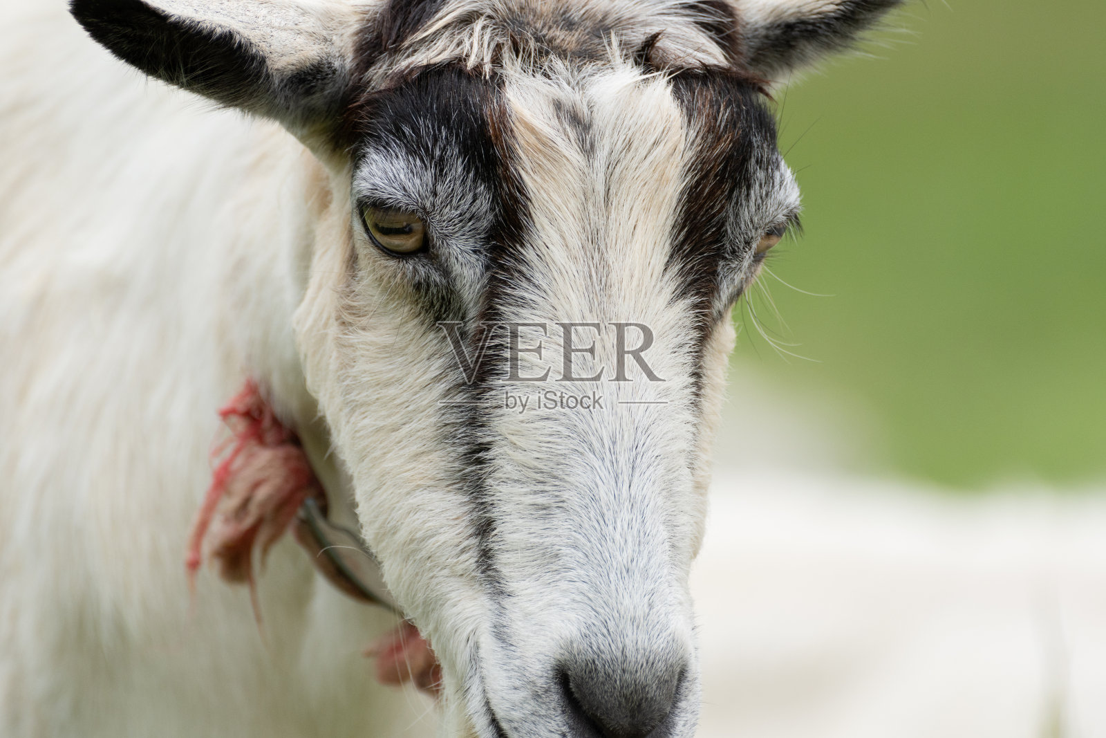 山羊照片摄影图片
