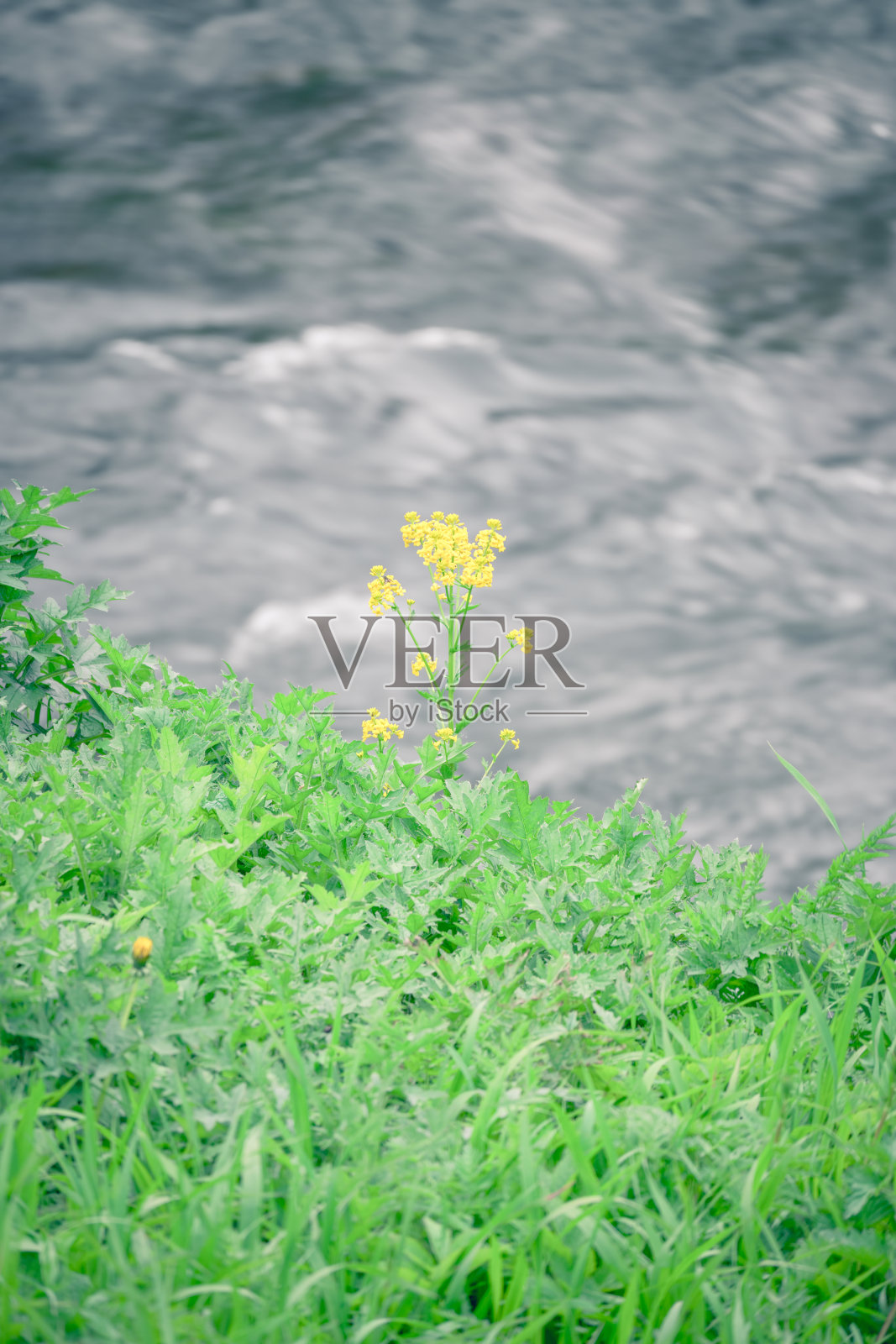 一株孤独的芥菜，在春天湍急的河水畔。照片摄影图片