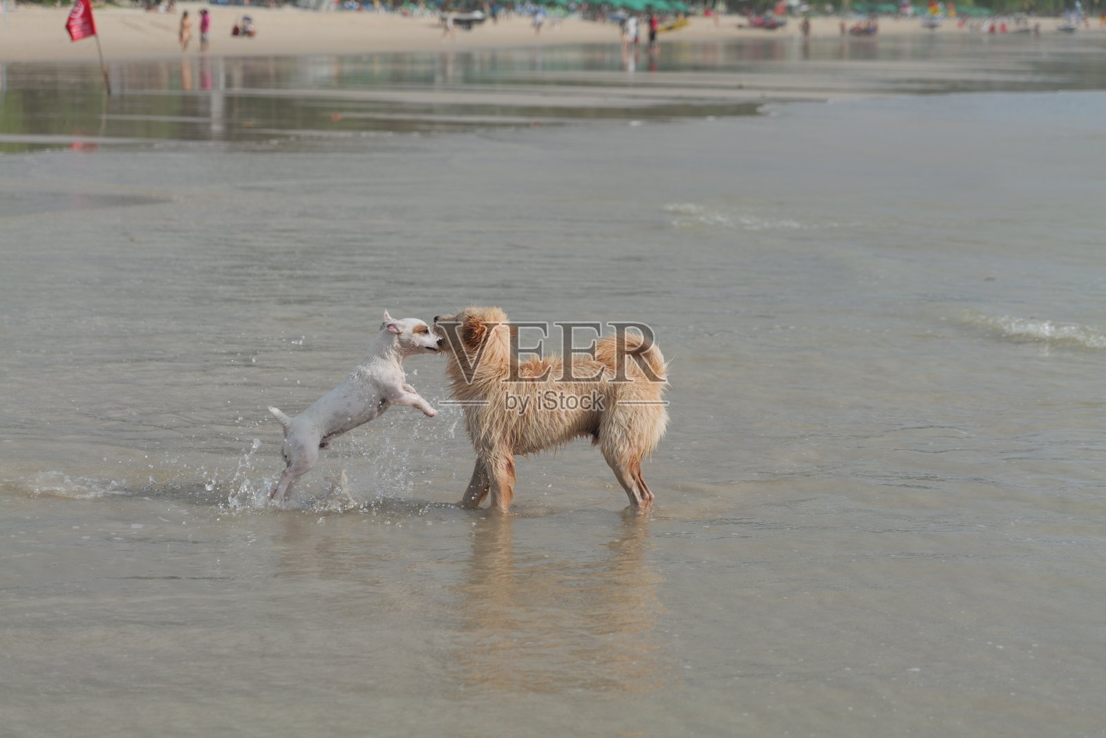 狗狗们在沙滩上快乐地玩耍照片摄影图片
