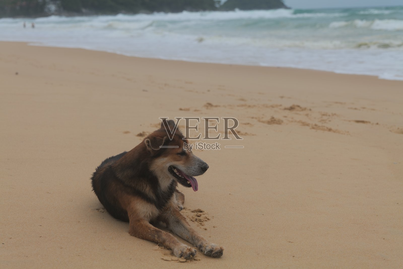 一只可爱的狗在沙滩上休息照片摄影图片