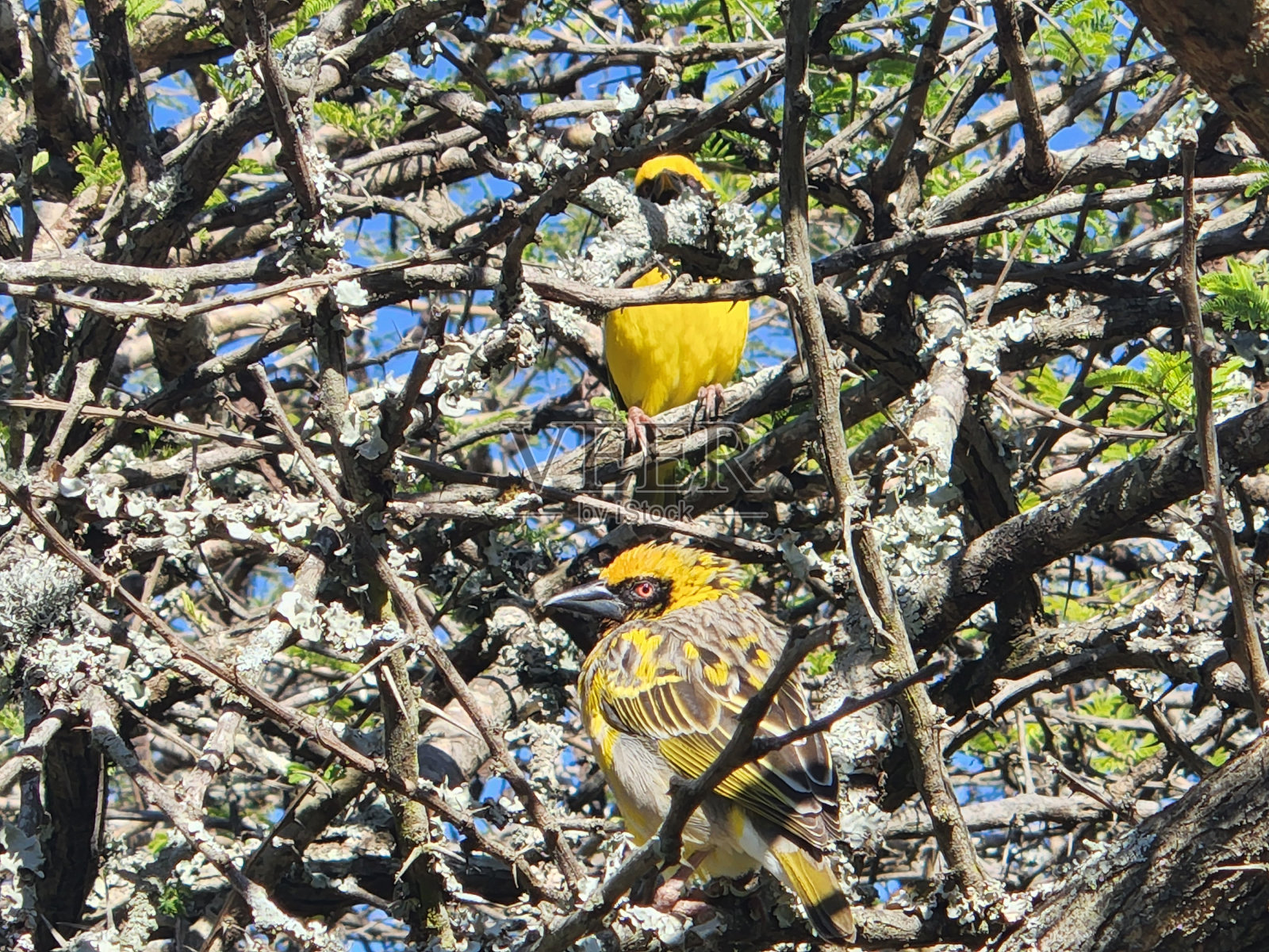 南非荆棘树上的织工照片摄影图片
