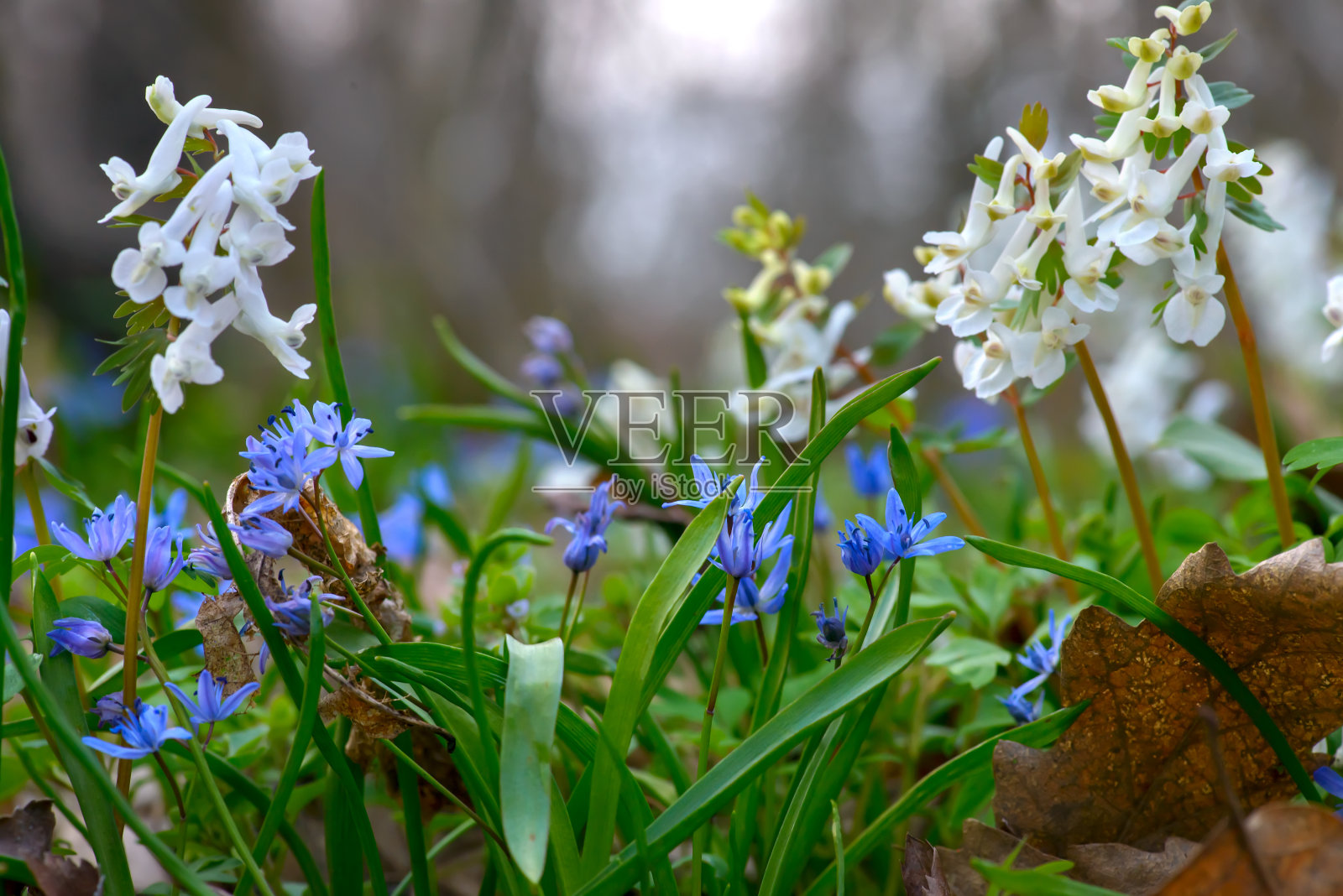 春季花卉的特写空心根紫堇和两叶squilla bifolia，在风景夕阳模糊的背景与软焦点亮点照片摄影图片