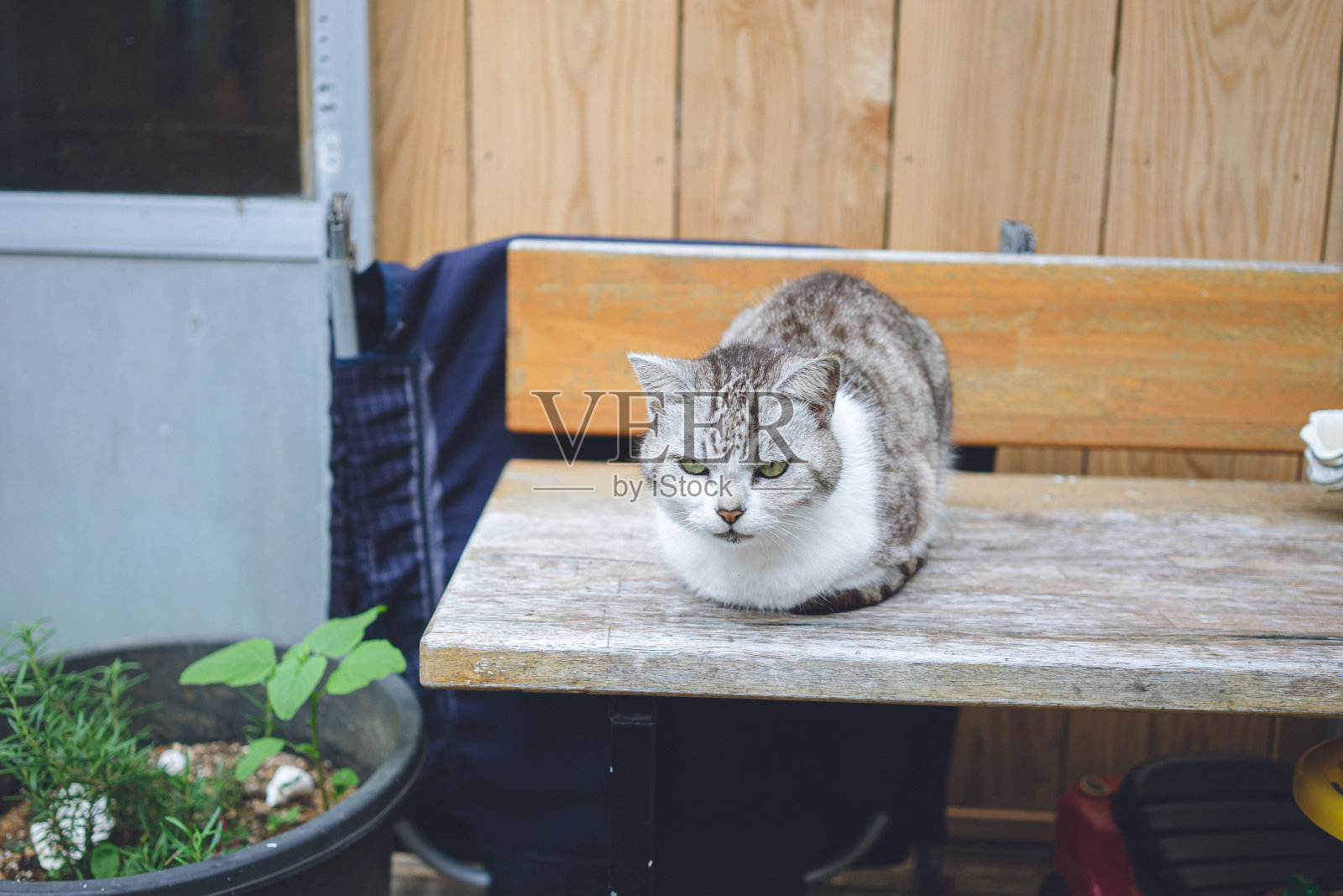 悠闲的流浪猫生活在遥远的宫古岛，冲绳，日本的照片。照片摄影图片