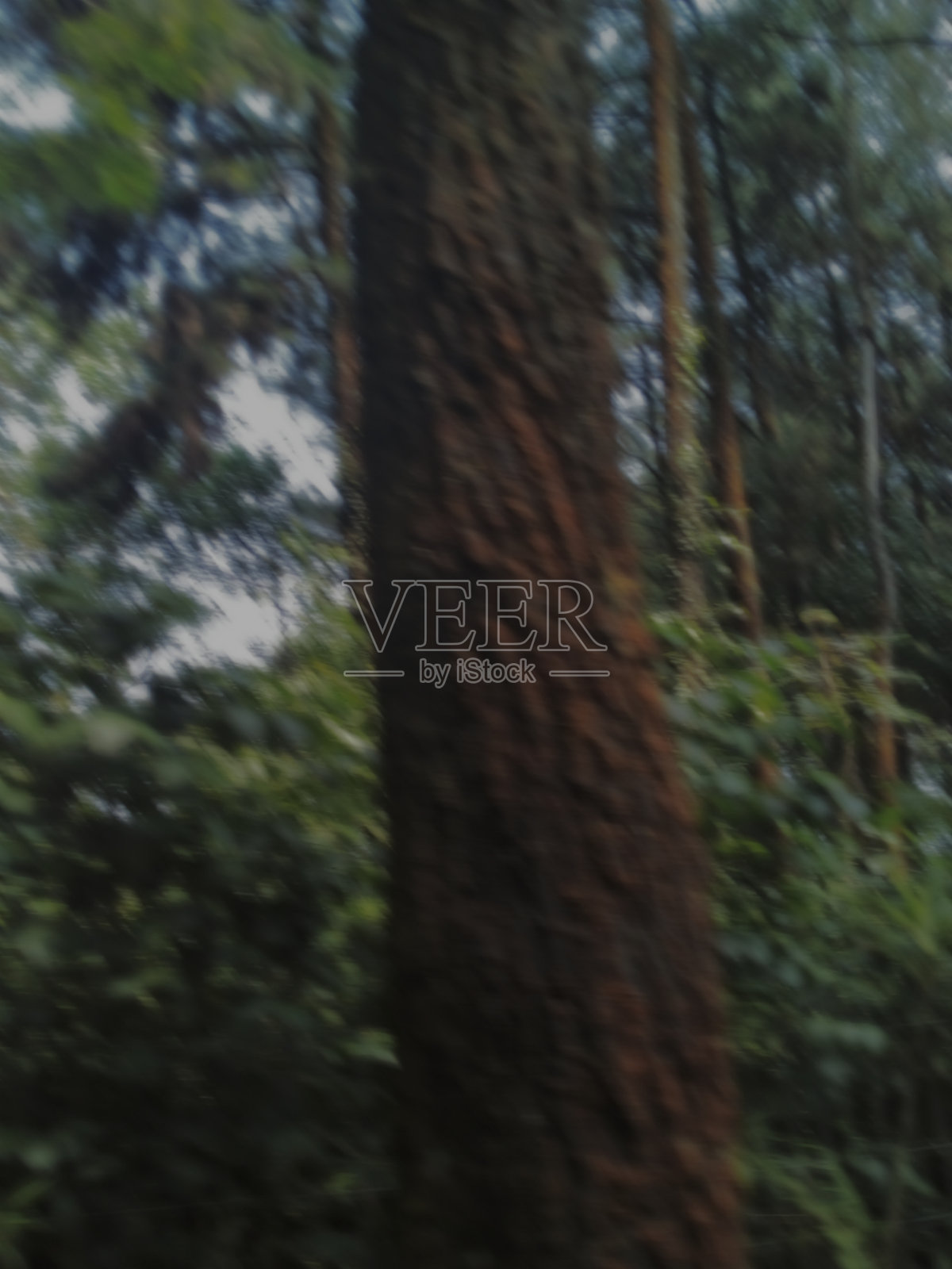 森林照片摄影图片