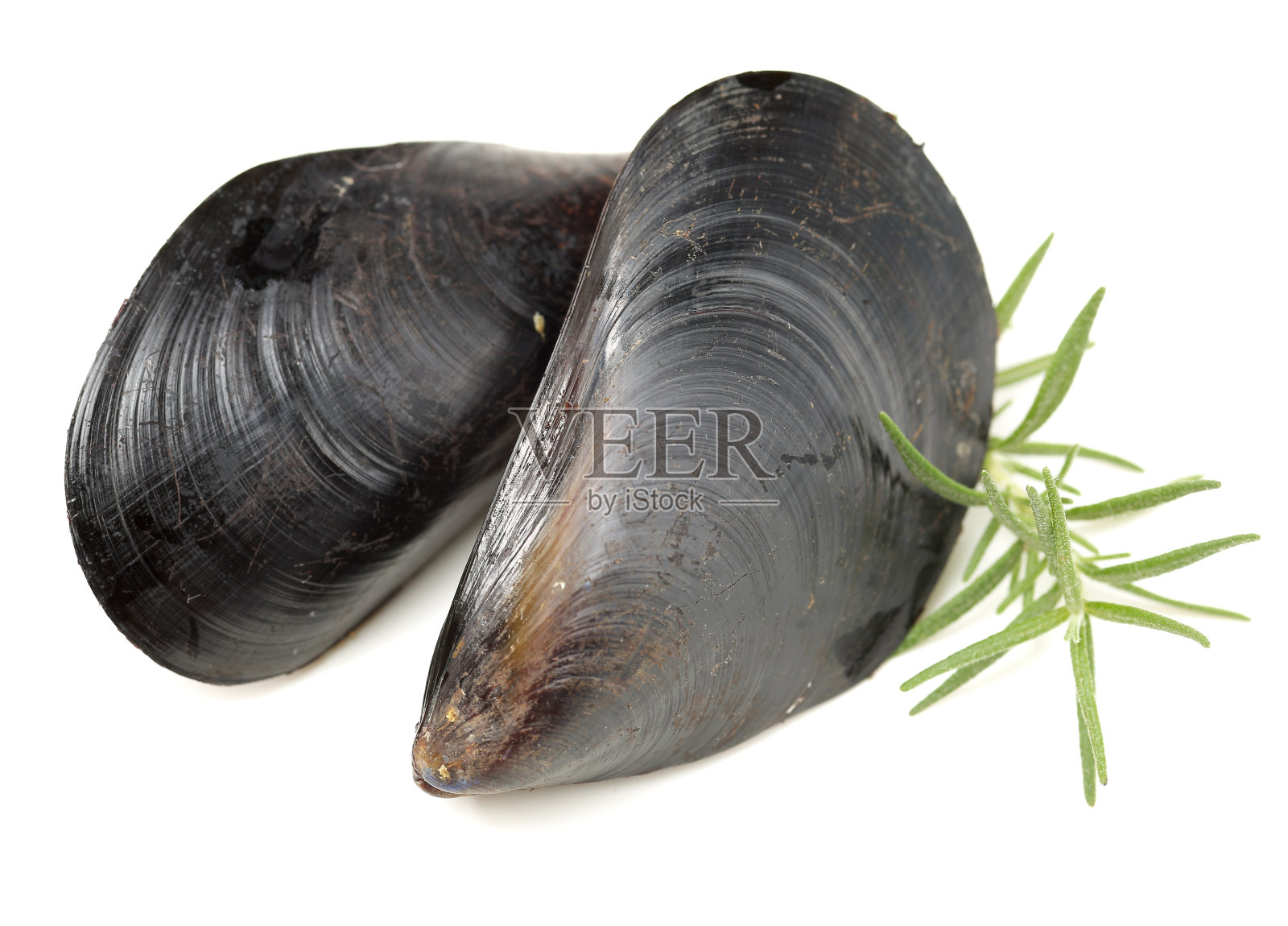 新鲜的贻贝照片摄影图片