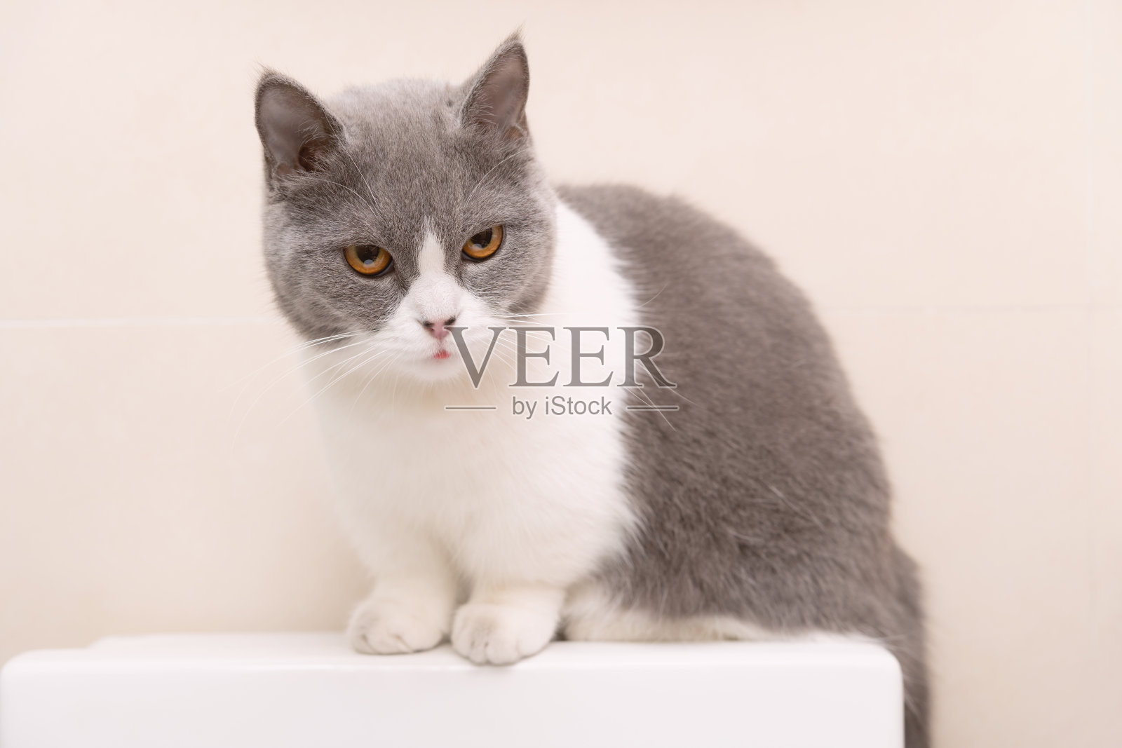 一只可爱的英国短毛猫坐在马桶的水箱上照片摄影图片