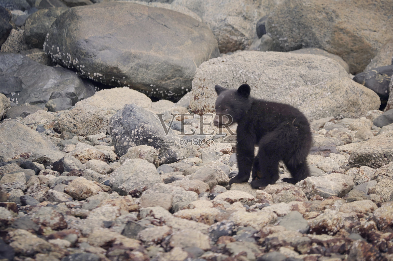 熊在托照片摄影图片