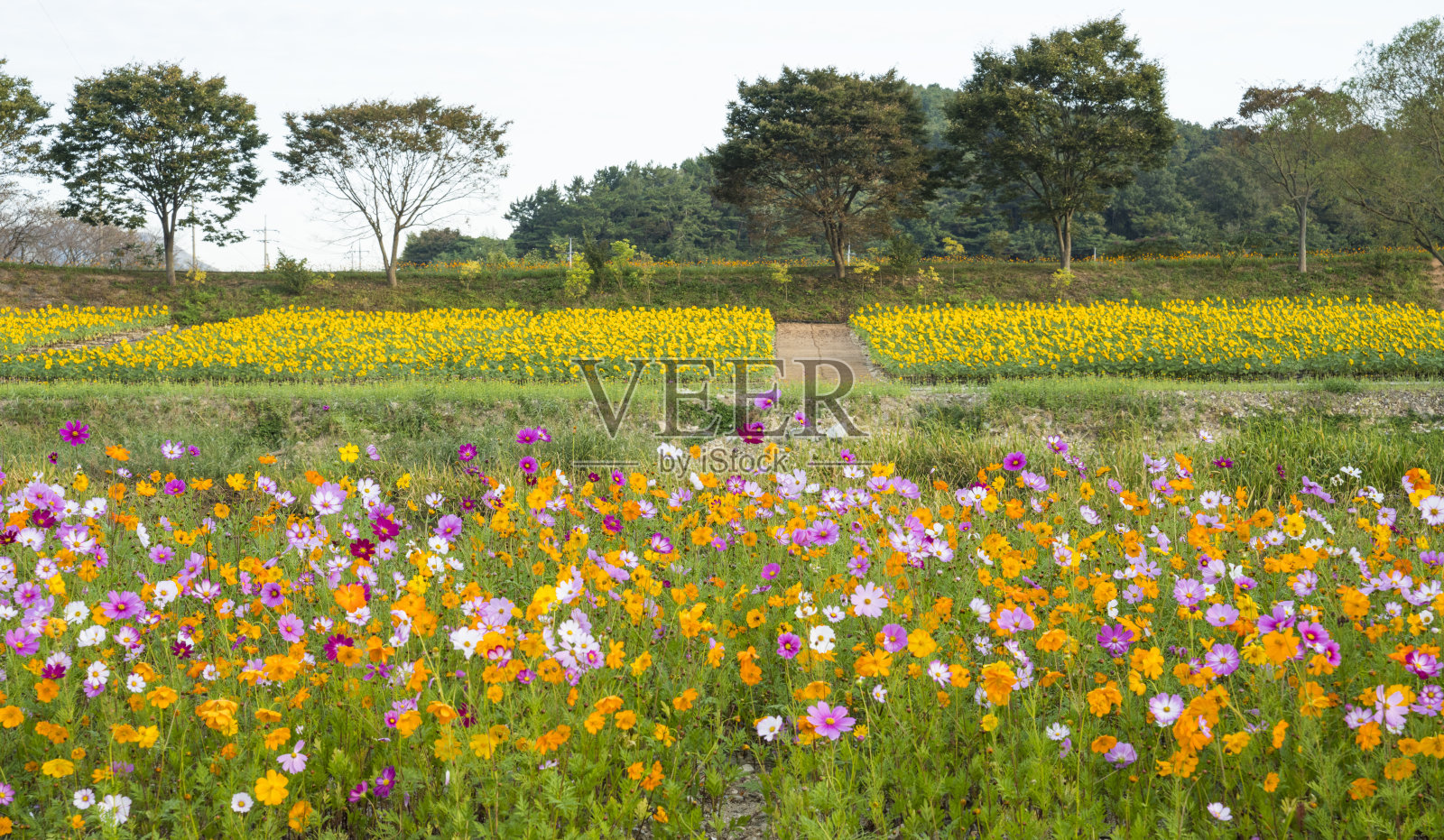 秋天，波斯菊在田野里盛开。照片摄影图片