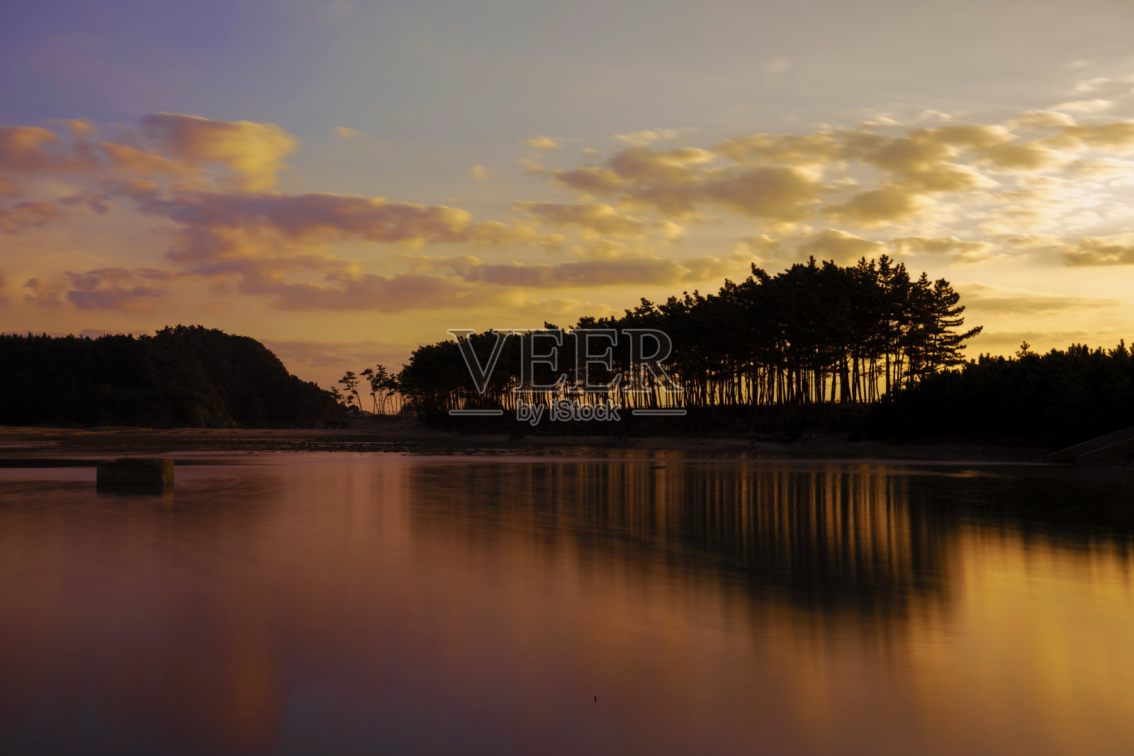 海滩松森林。照片摄影图片