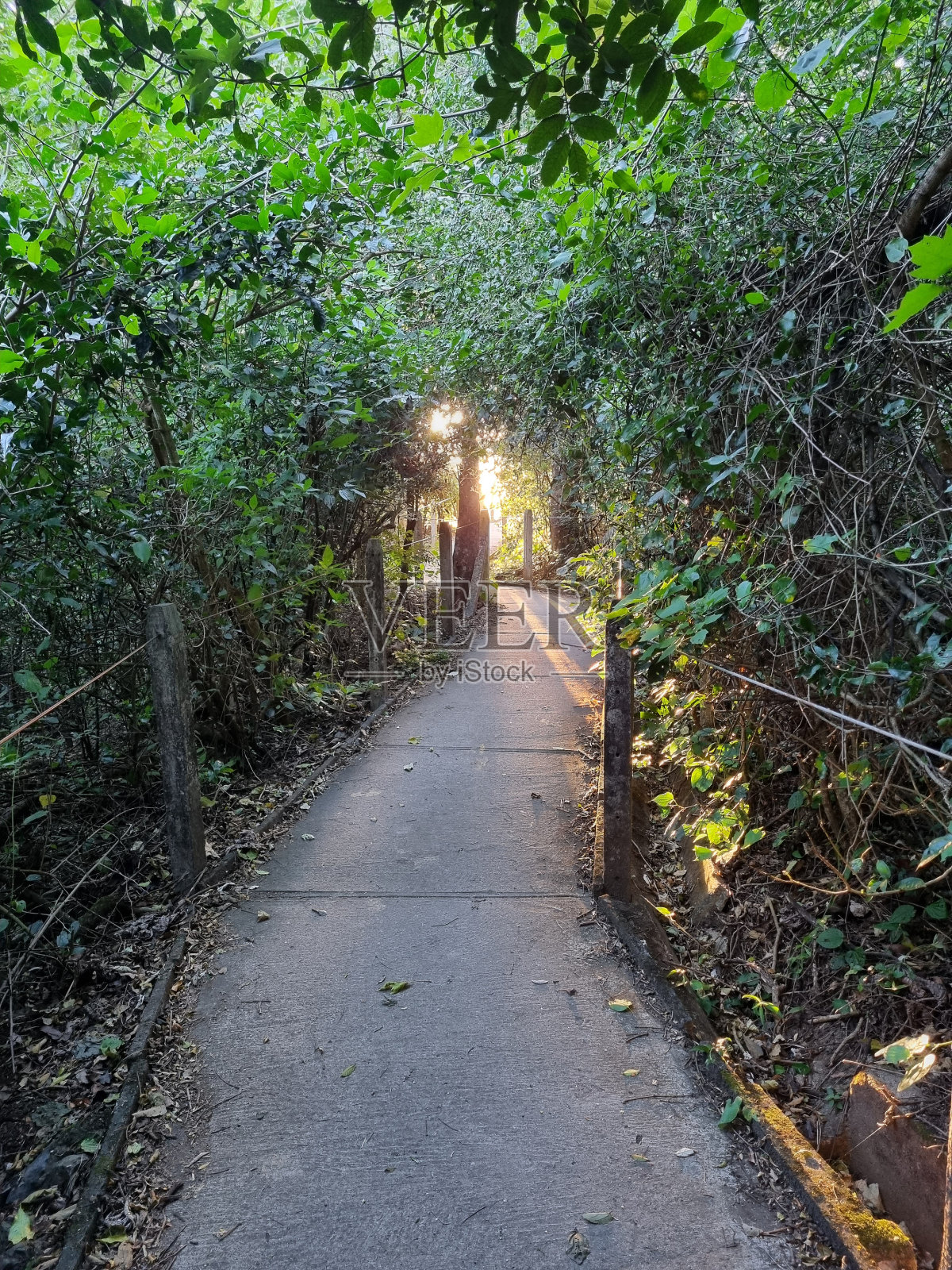 以阳光为背景的森林小径照片摄影图片