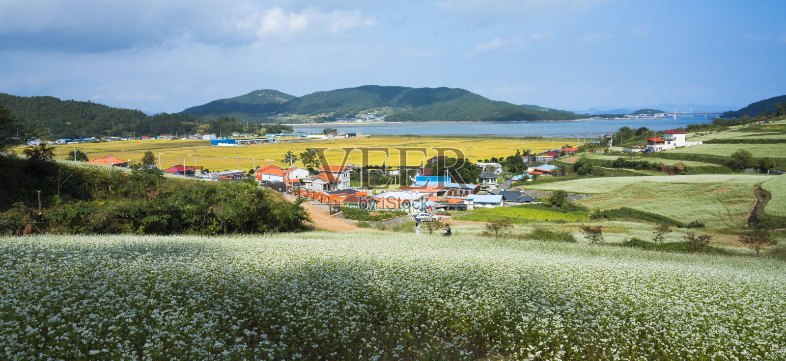 一个白荞麦花盛开的村庄。照片摄影图片