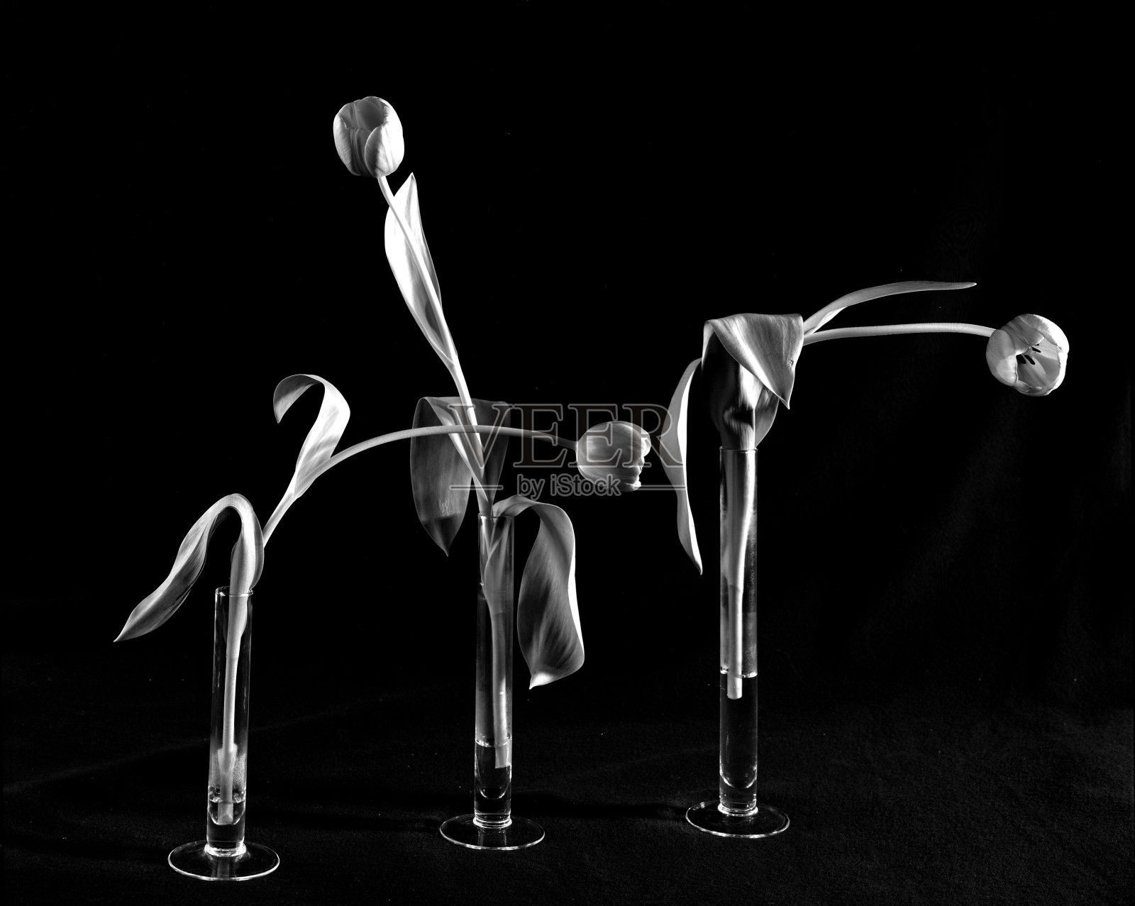 三朵郁金香的组合照片摄影图片