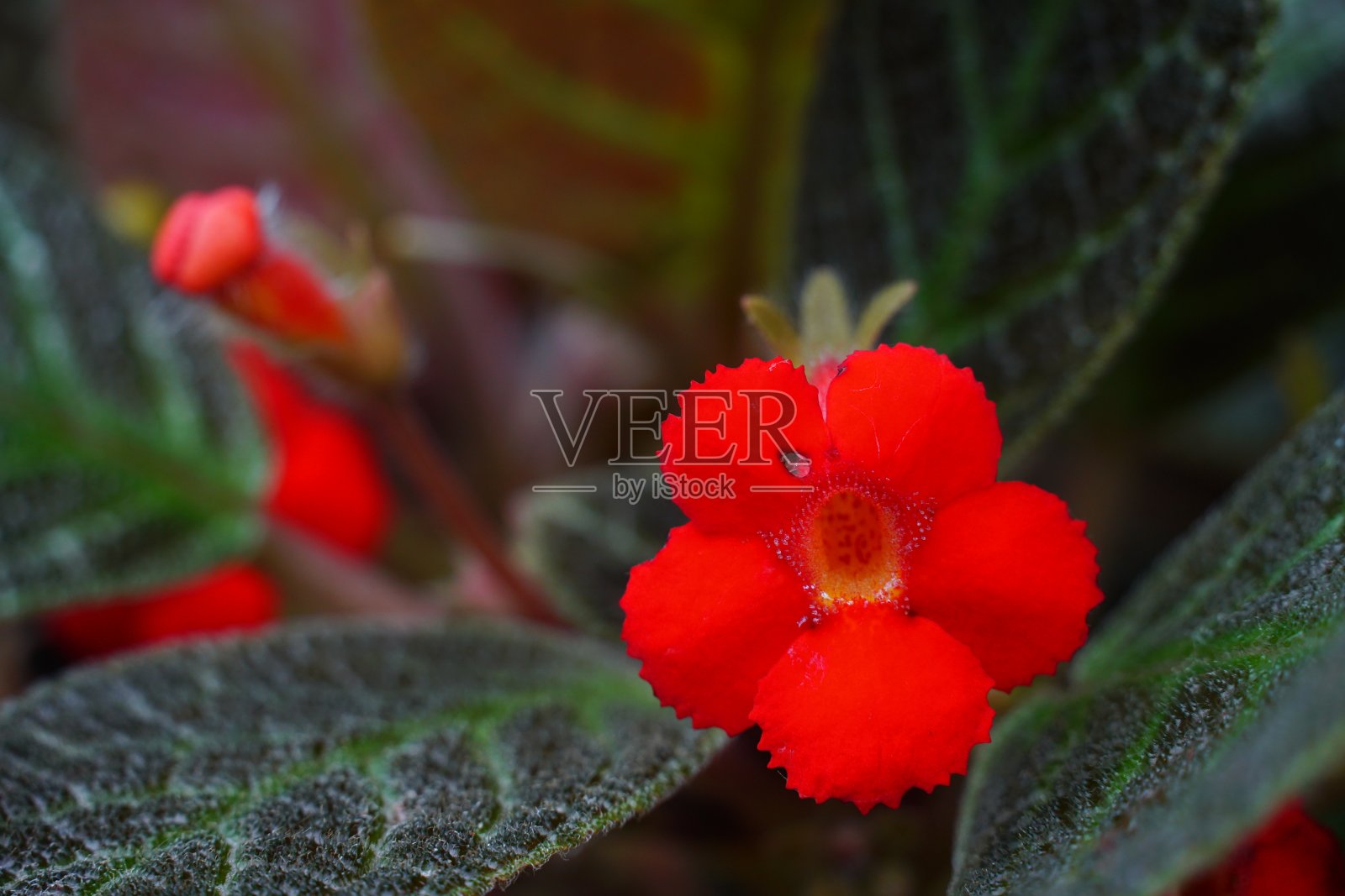 红色的花花照片摄影图片