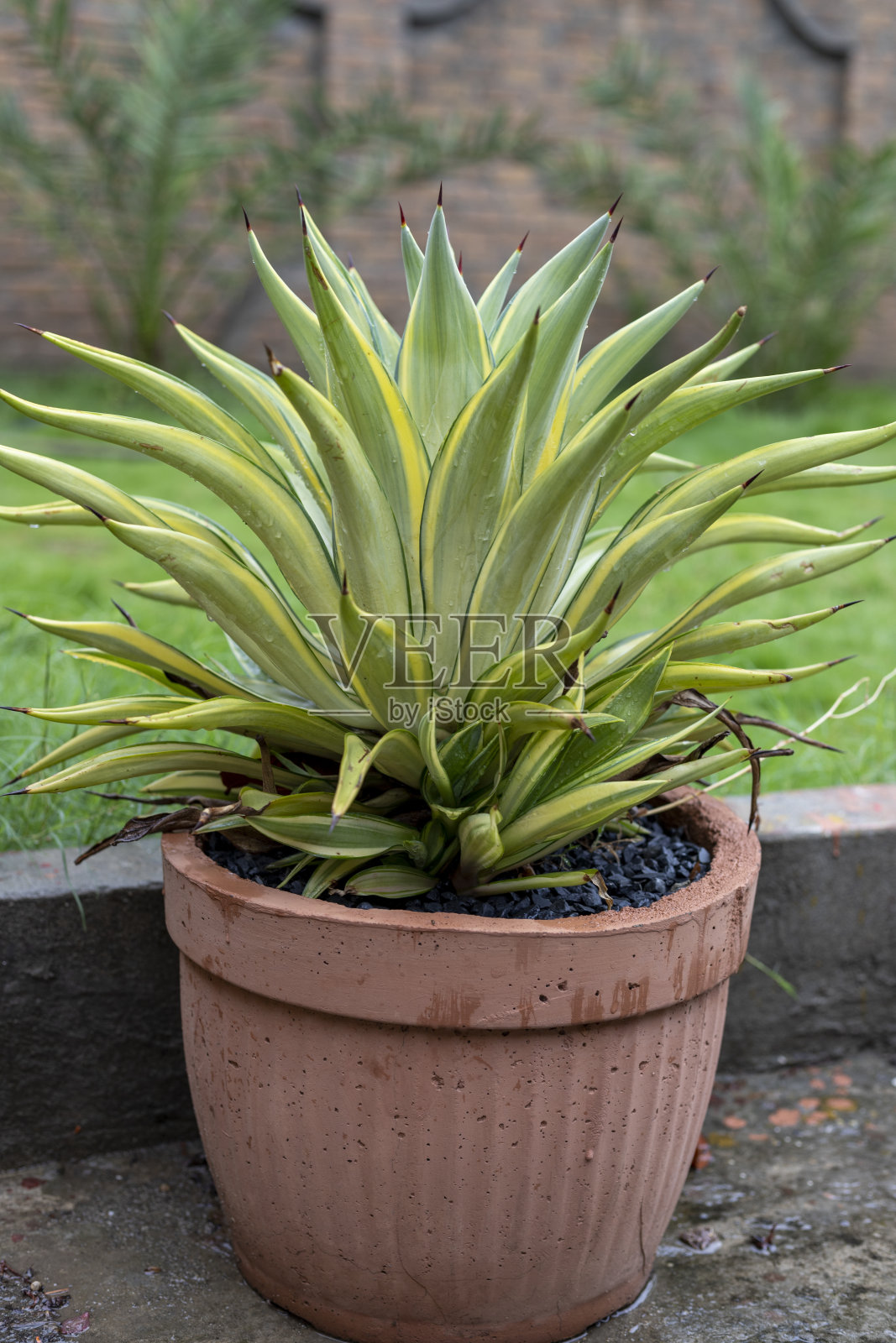 在水泥罐中杂色的龙舌兰照片摄影图片