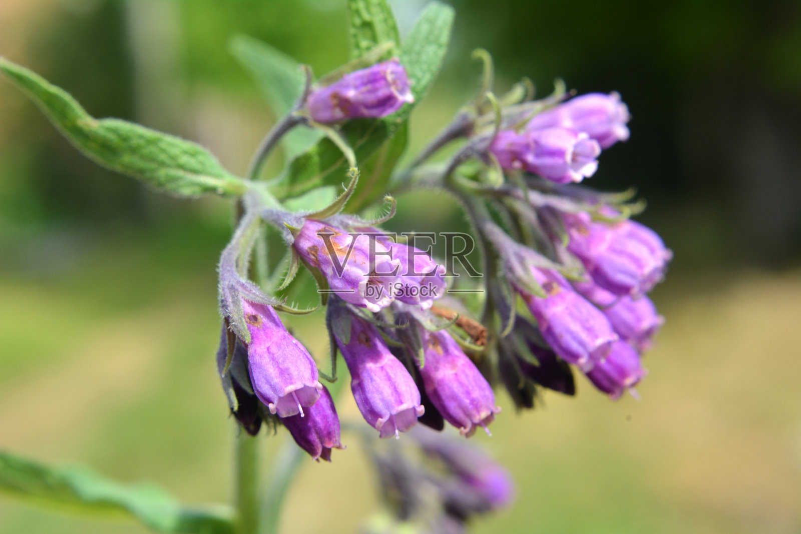 草地上，紫草正在盛开照片摄影图片
