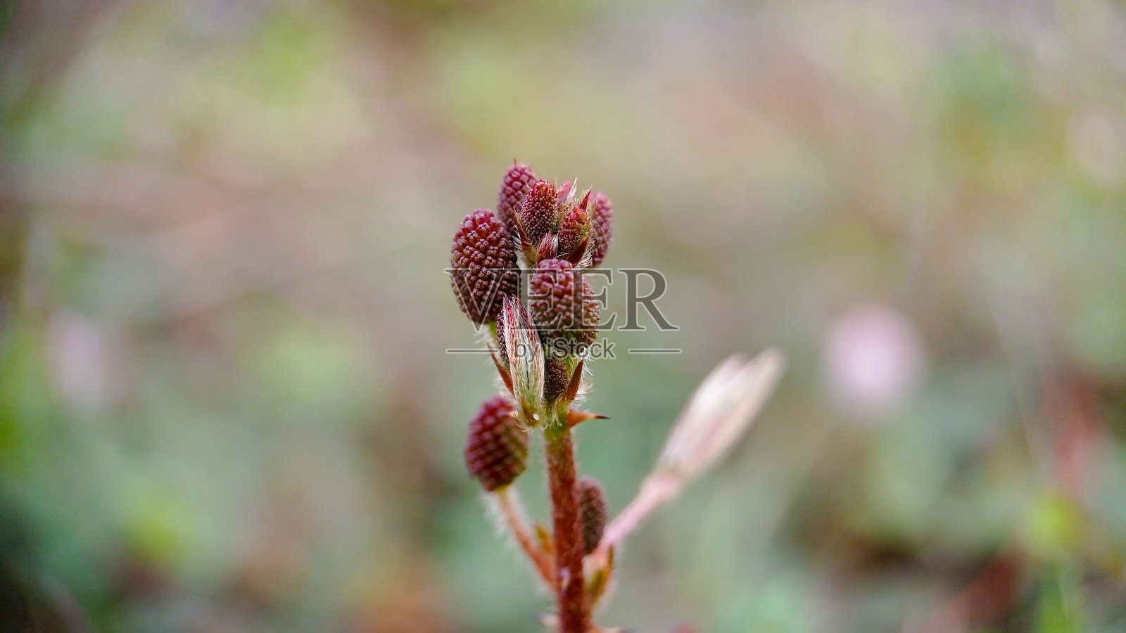 地榆officinalis照片摄影图片