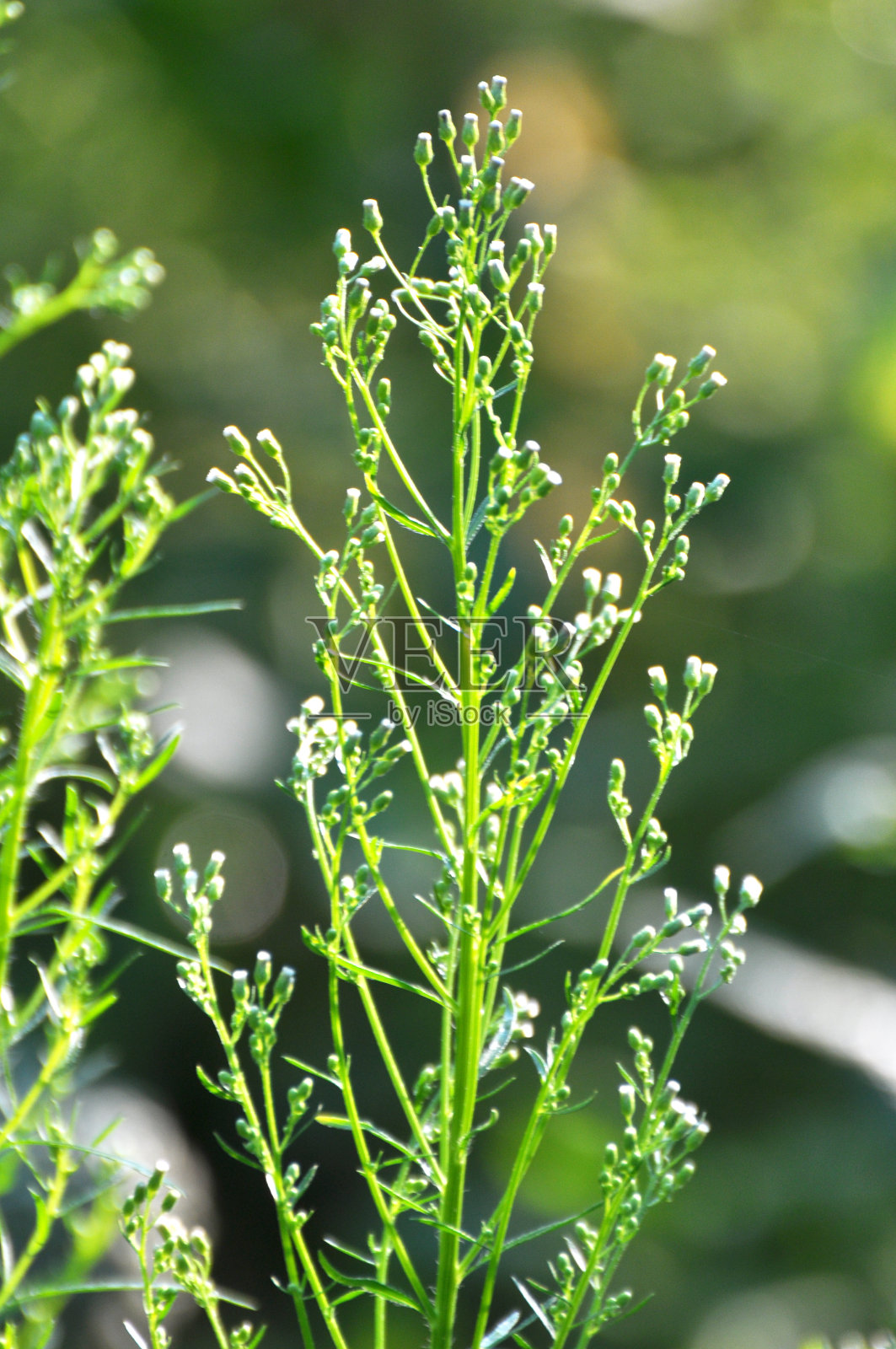 加拿大灯盏花在自然界中生长照片摄影图片