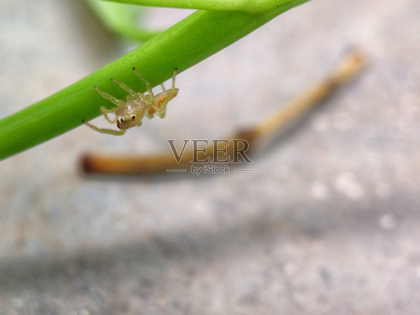 蜘蛛在树枝上照片摄影图片