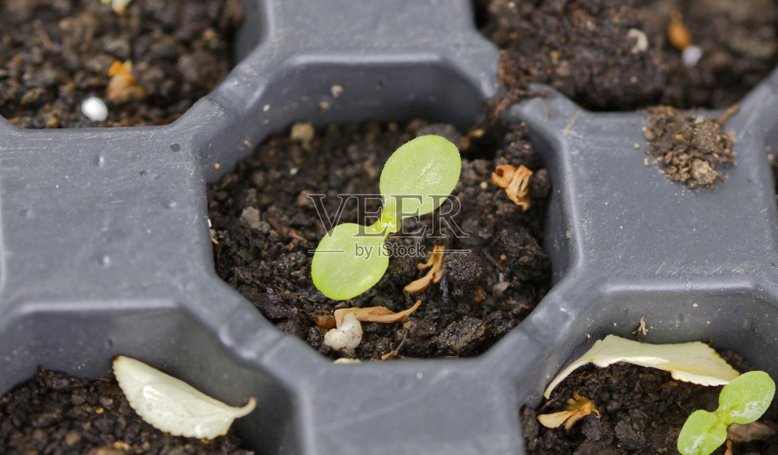 生菜的小幼苗生长在栽培盘照片摄影图片