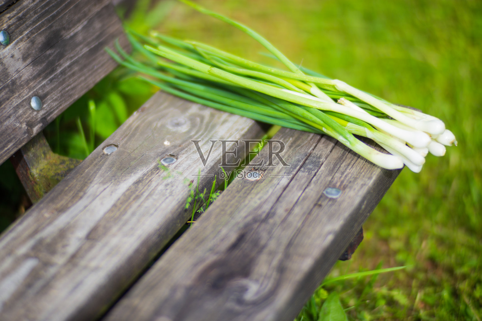 从花园苗床上收获的新鲜大葱。维生素健康食品的概念照片摄影图片