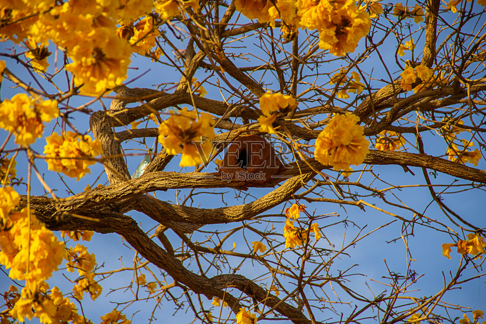 黄花Handroanthus albus和furarius rufus的一窝。照片摄影图片