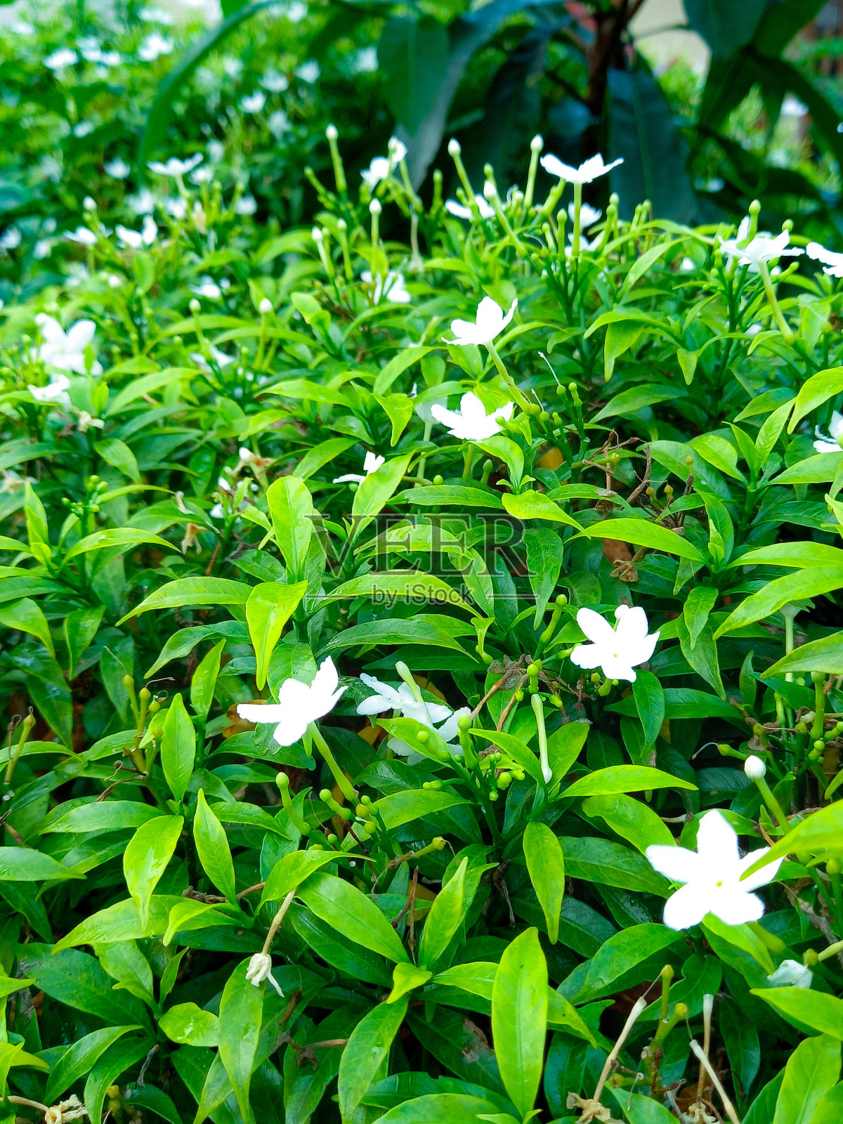 花照片摄影图片