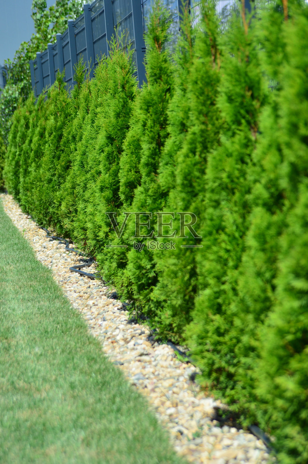 图加树线与自由度照片摄影图片