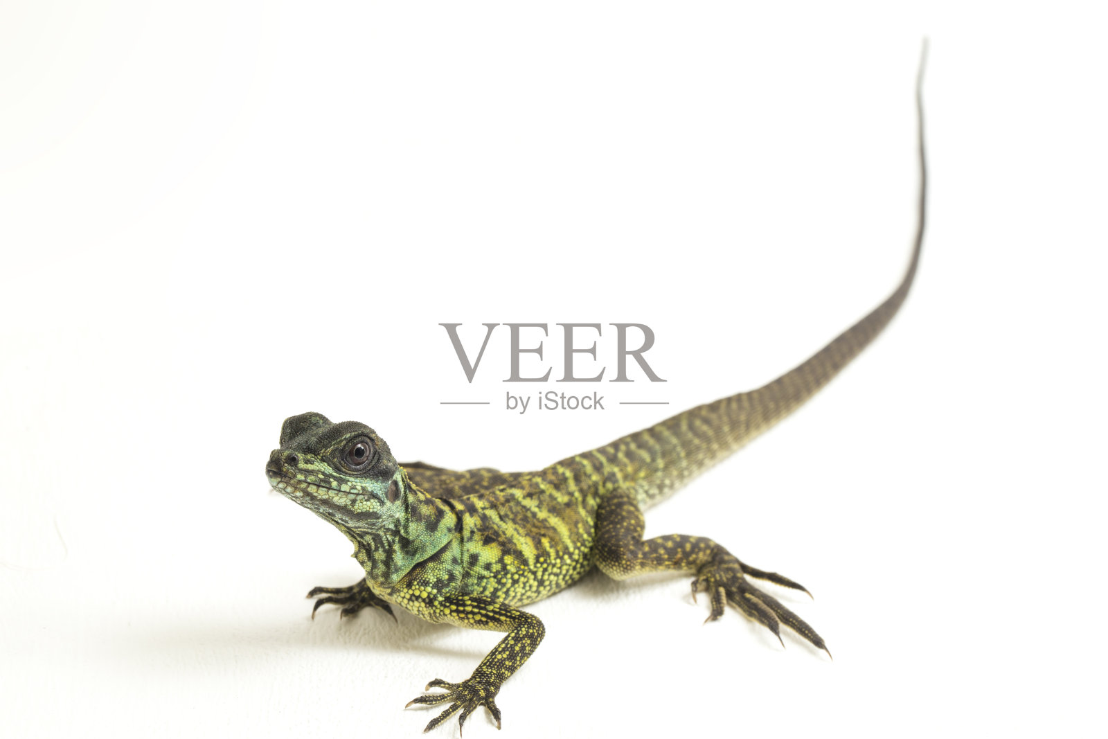 幼帆鳍龙蜥蜴在白色背景上的特写照片摄影图片