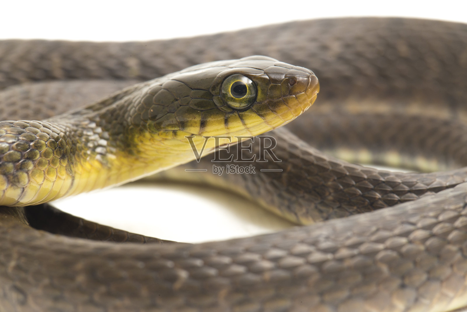 白底水蛇三角赤练蛇三角异齿兽照片摄影图片