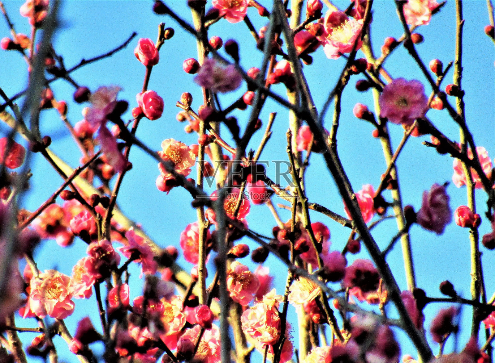 日本。2月。梅花在夕阳的余晖中绽放。照片摄影图片