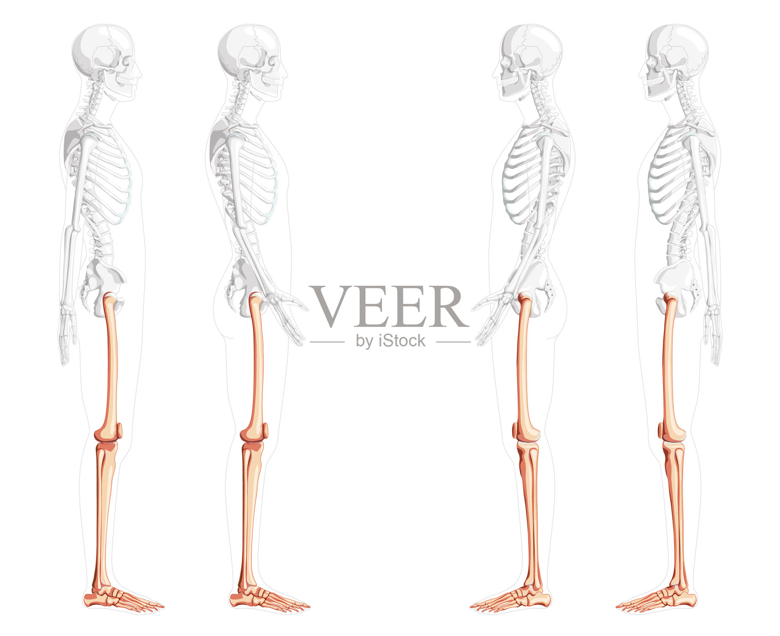 骨架大腿和下肢人体侧插画图片素材