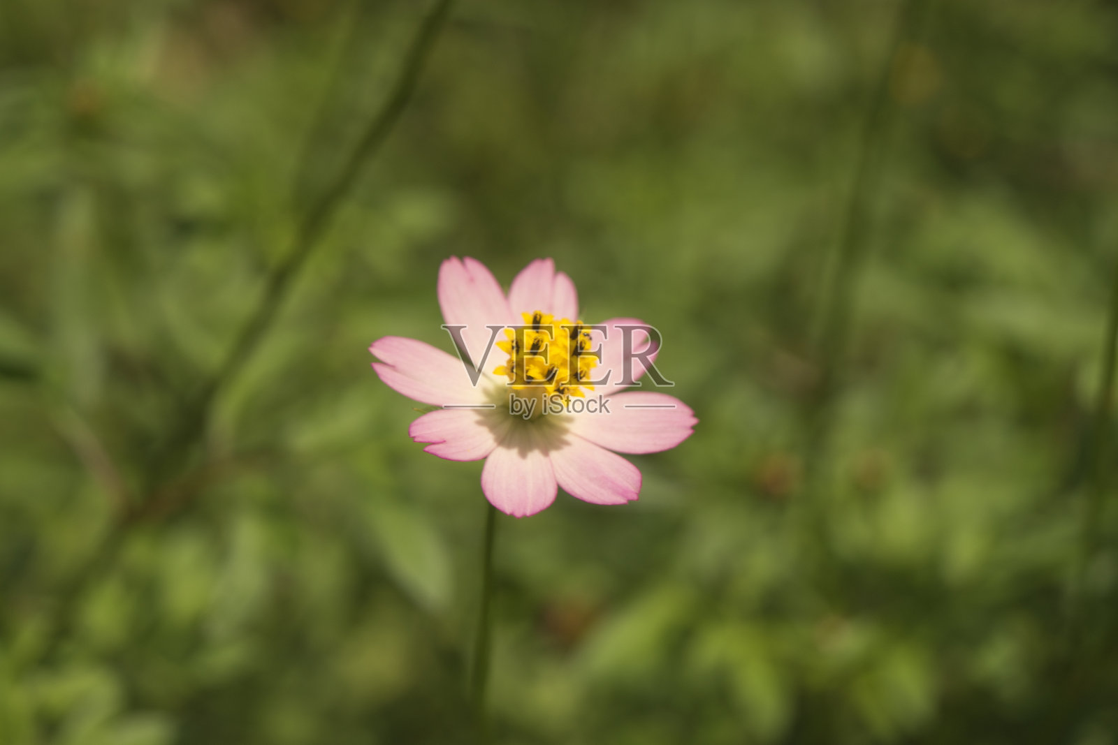 淡粉色和黄色的花在中间模糊的背景的花园照片摄影图片