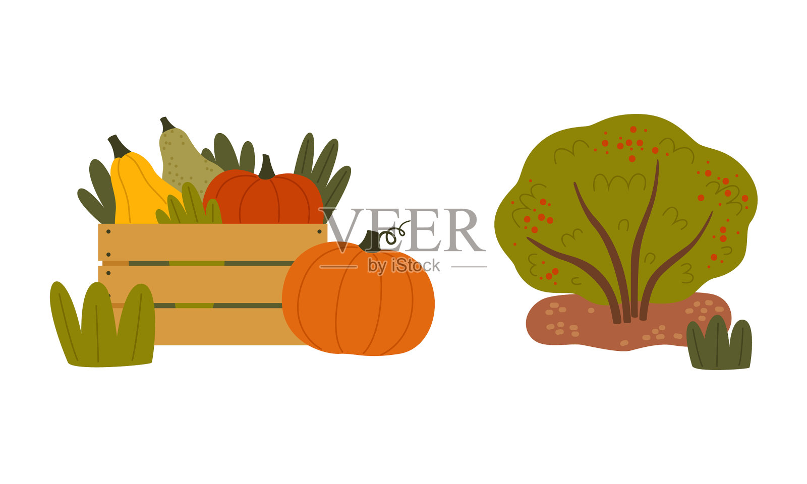 成熟的南瓜在木箱和灌木与浆果设计元素图片