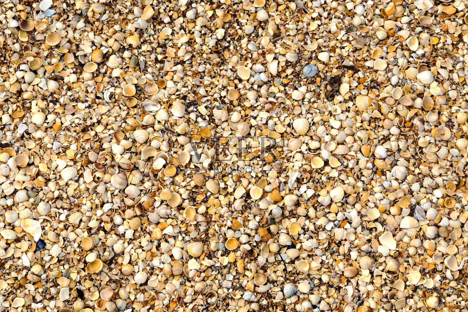 夏季海边的沙滩纹理——带小贝壳的沙滩，俯视图。夏天自然背景照片摄影图片
