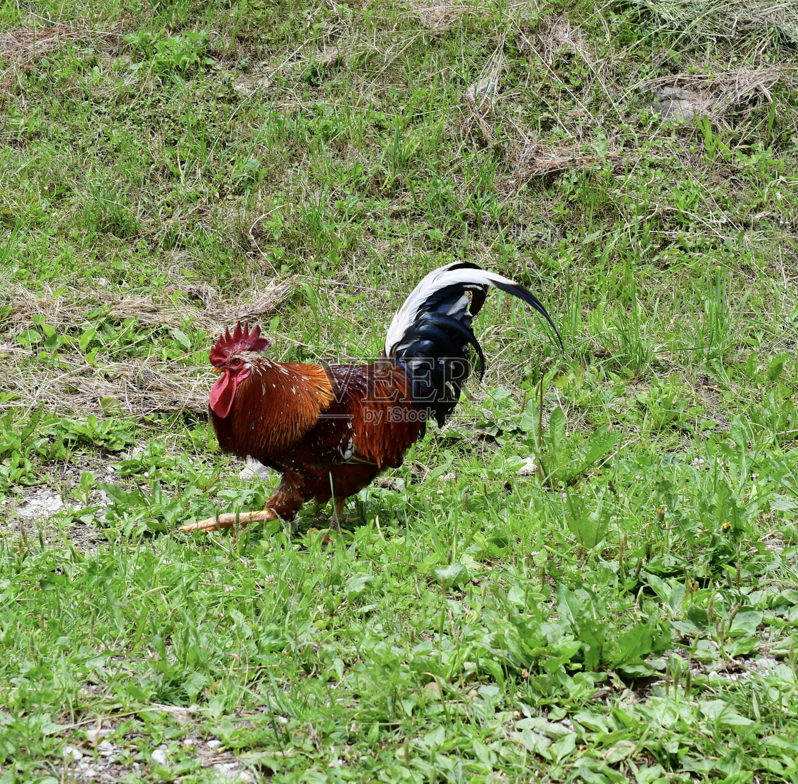 公鸡画像照片摄影图片