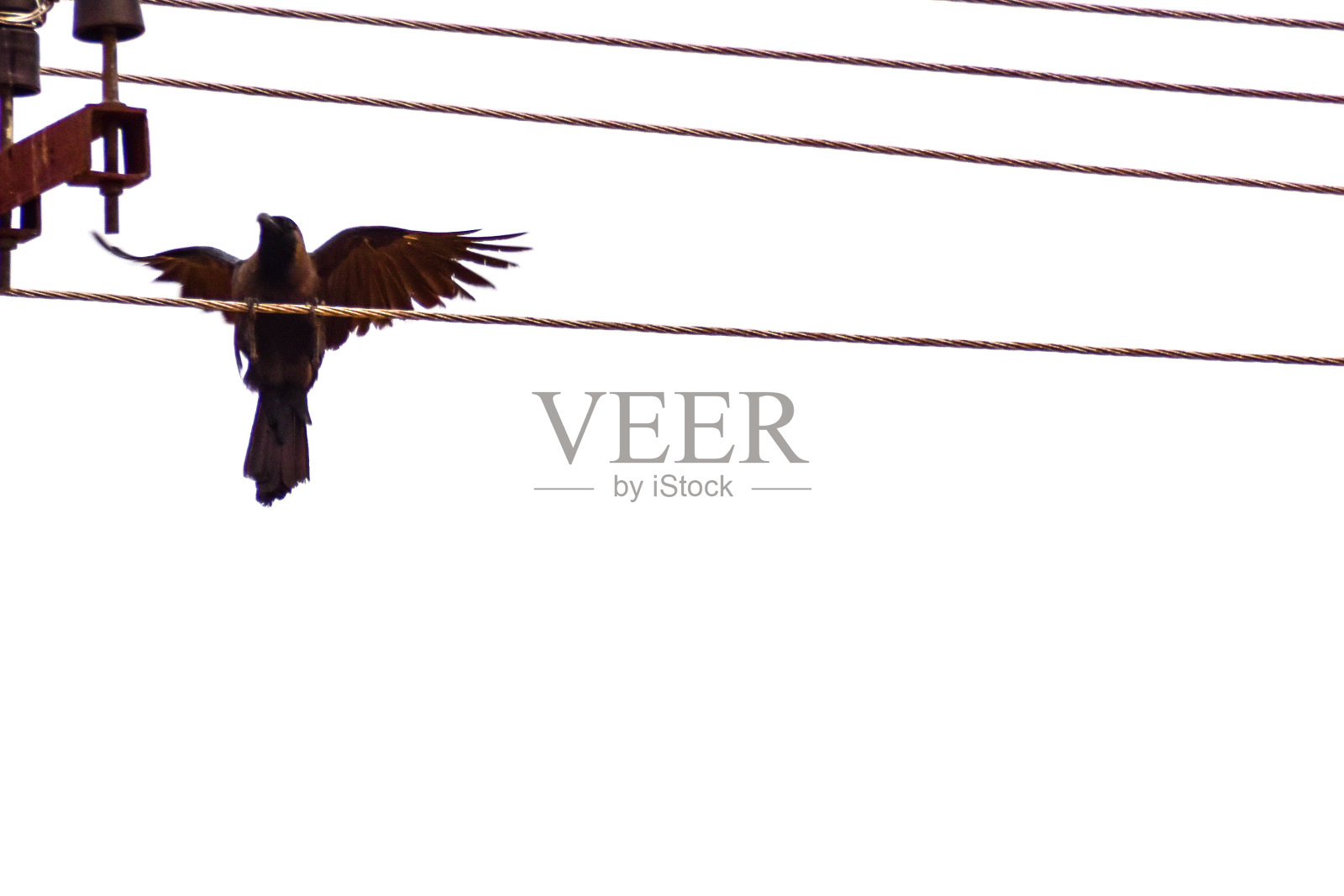 电线上的乌鸦照片摄影图片