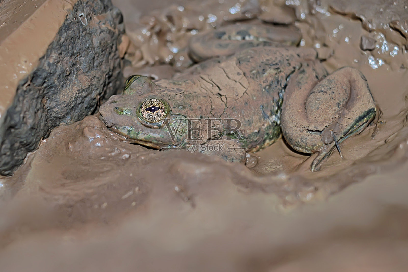 地蟹，肉心蟹，萨塔拉，印度马哈拉施特拉邦照片摄影图片
