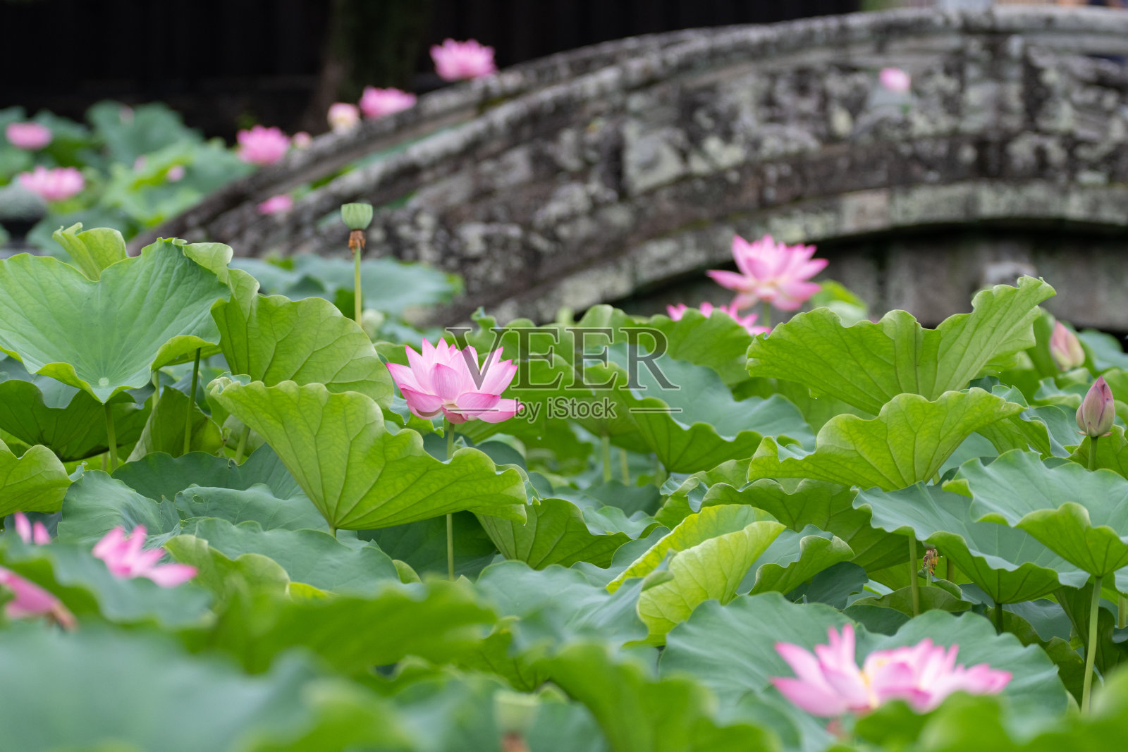 莲花照片摄影图片