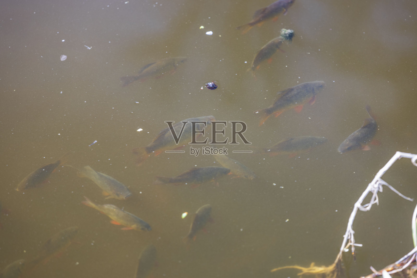 阳光明媚的日子里，池塘里白鱼的美丽景色。瑞典。照片摄影图片